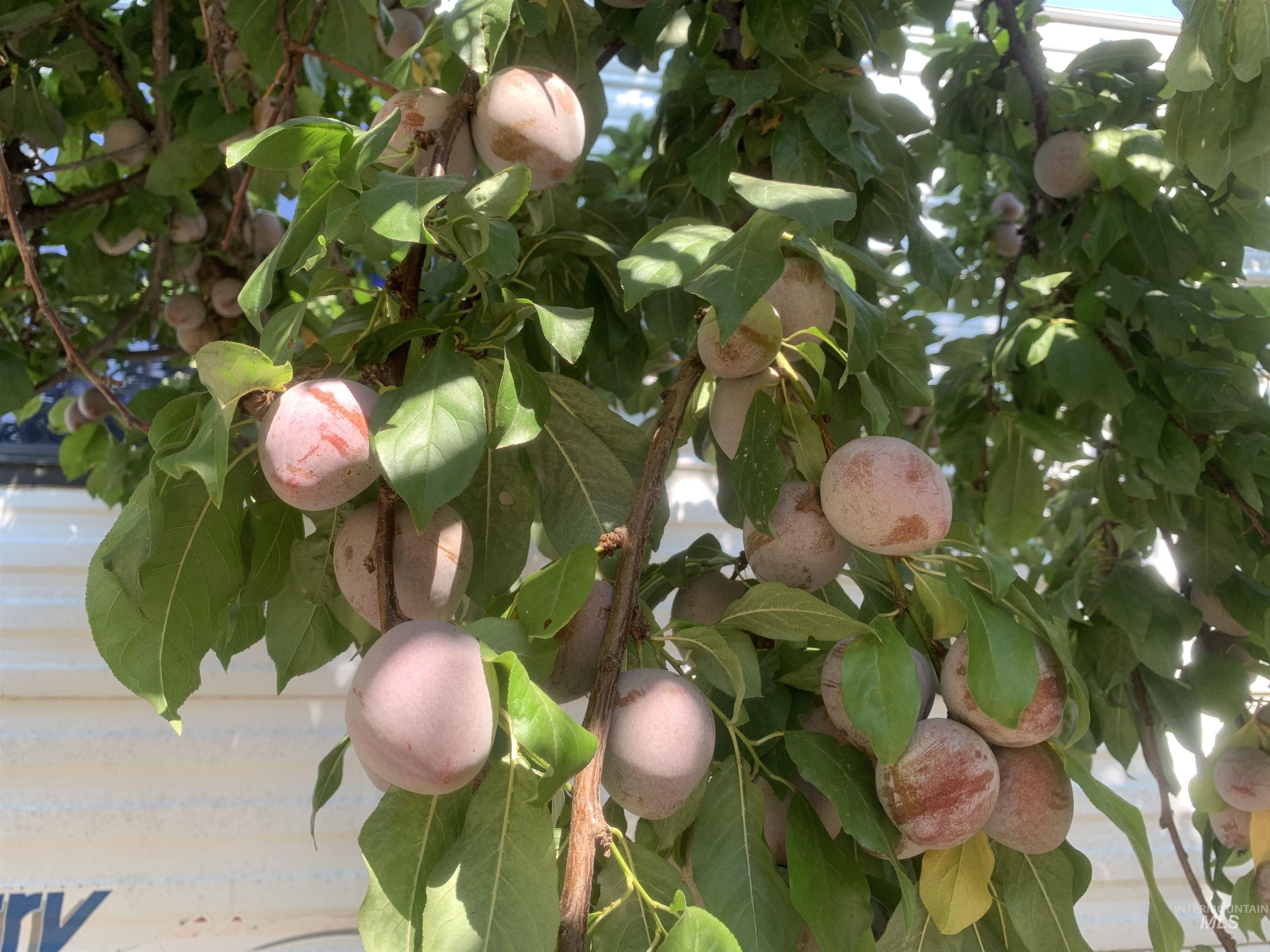 120 Three Bear Lane, Stites, Idaho 83552, 3 Bedrooms, 2 Bathrooms, Residential For Sale, Price $600,000,MLS 98948150