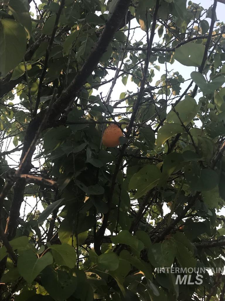 120 Three Bear Lane, Stites, Idaho 83552, 3 Bedrooms, 2 Bathrooms, Residential For Sale, Price $600,000,MLS 98948150