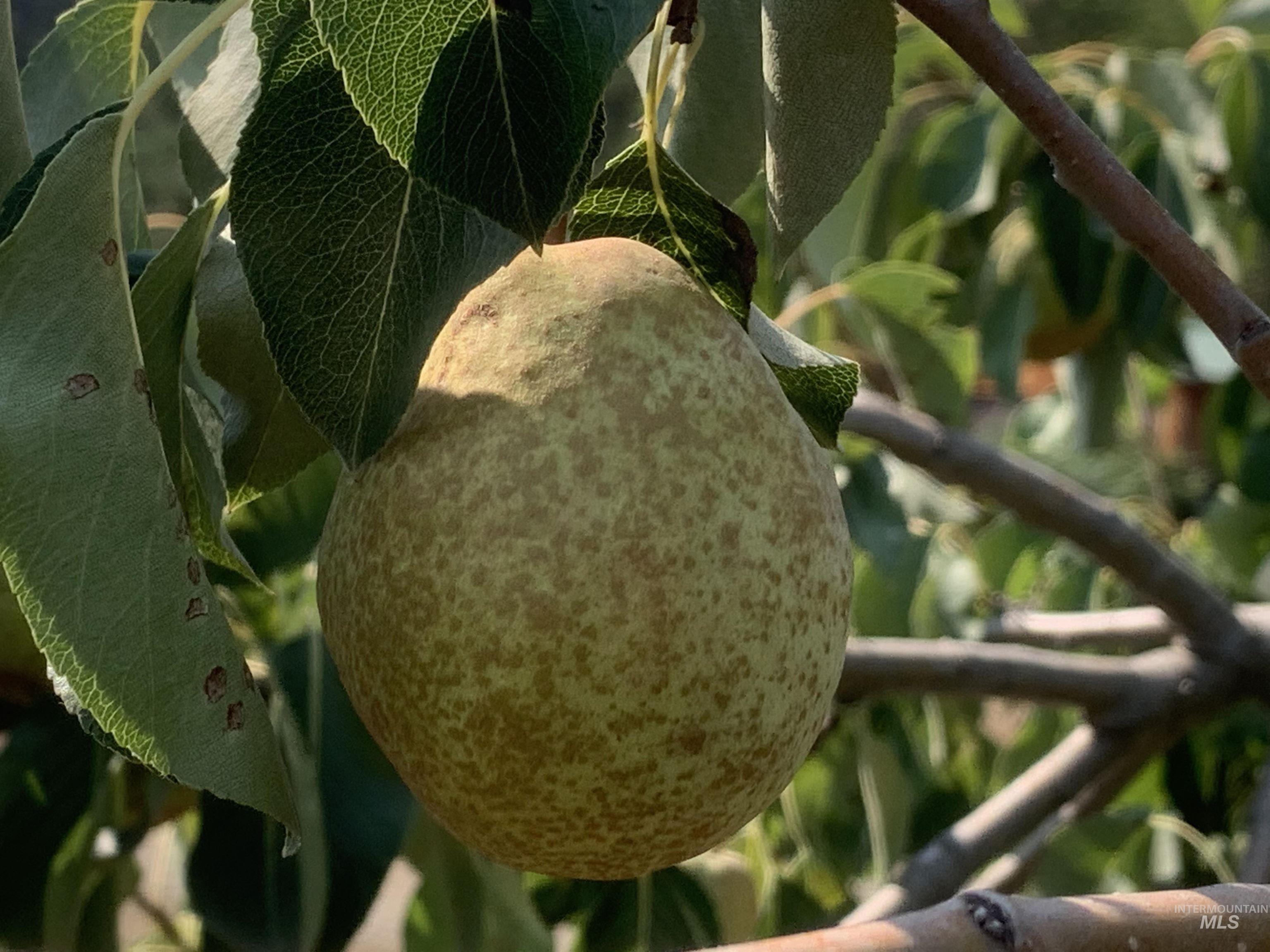 120 Three Bear Lane, Stites, Idaho 83552, 3 Bedrooms, 2 Bathrooms, Residential For Sale, Price $600,000,MLS 98948150