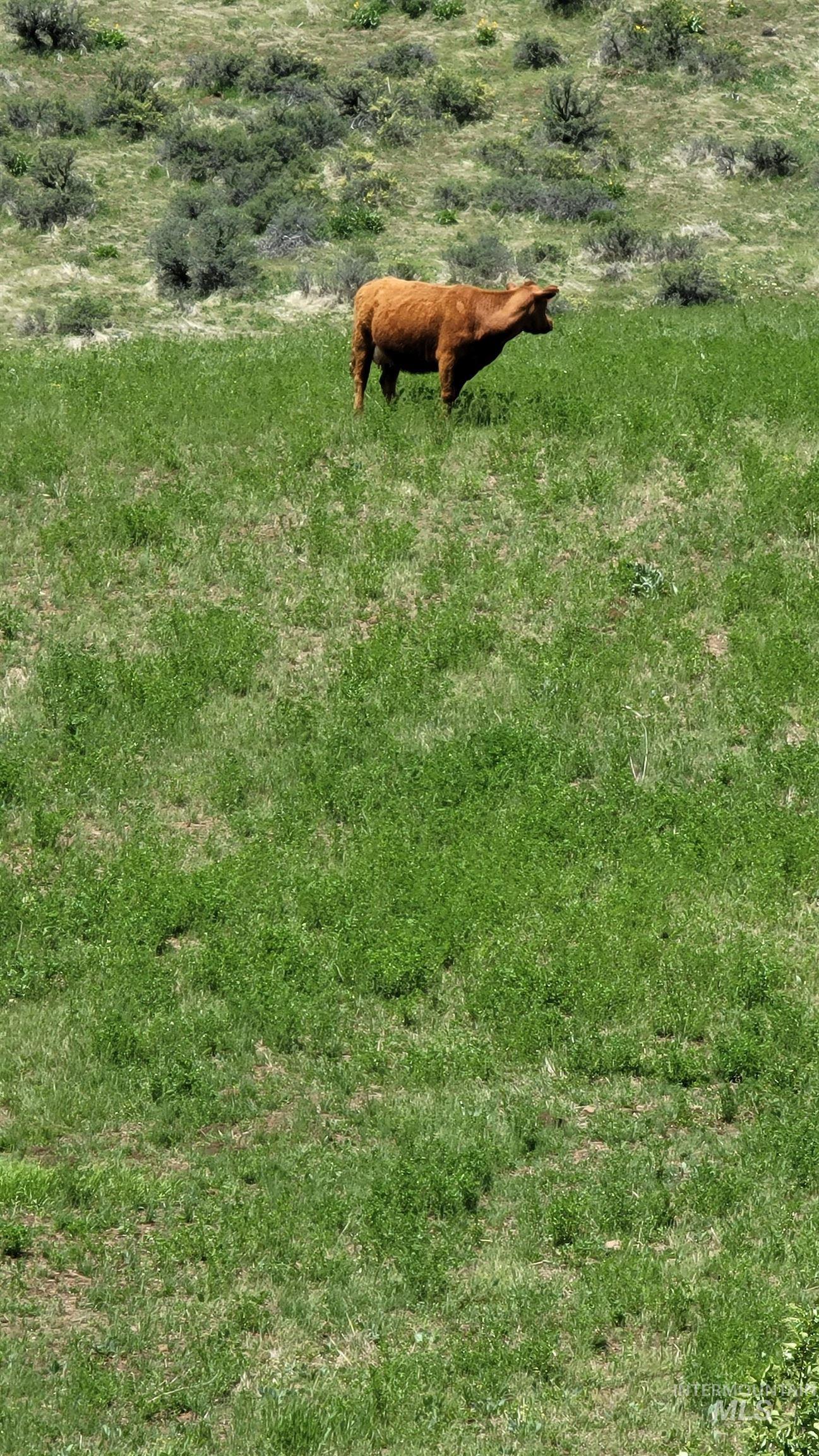 2488 Lappin Lane, Council, Idaho 83612, 3 Bedrooms, 2 Bathrooms, Residential For Sale, Price $1,700,000, 98948902