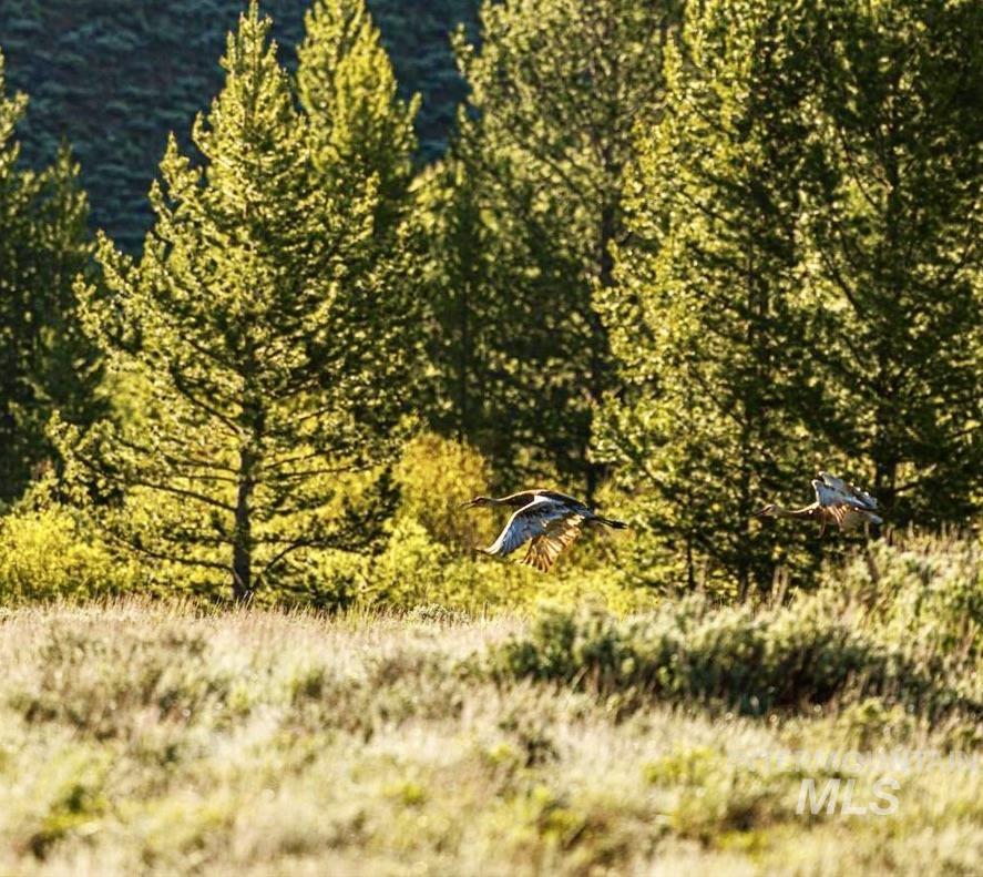 1000 Nip N Tuck Nip & Tuck Rd., Stanley, Idaho 83278, 4 Bedrooms, 3 Bathrooms, Farm & Ranch For Sale, Price $7,500,000, 98949677