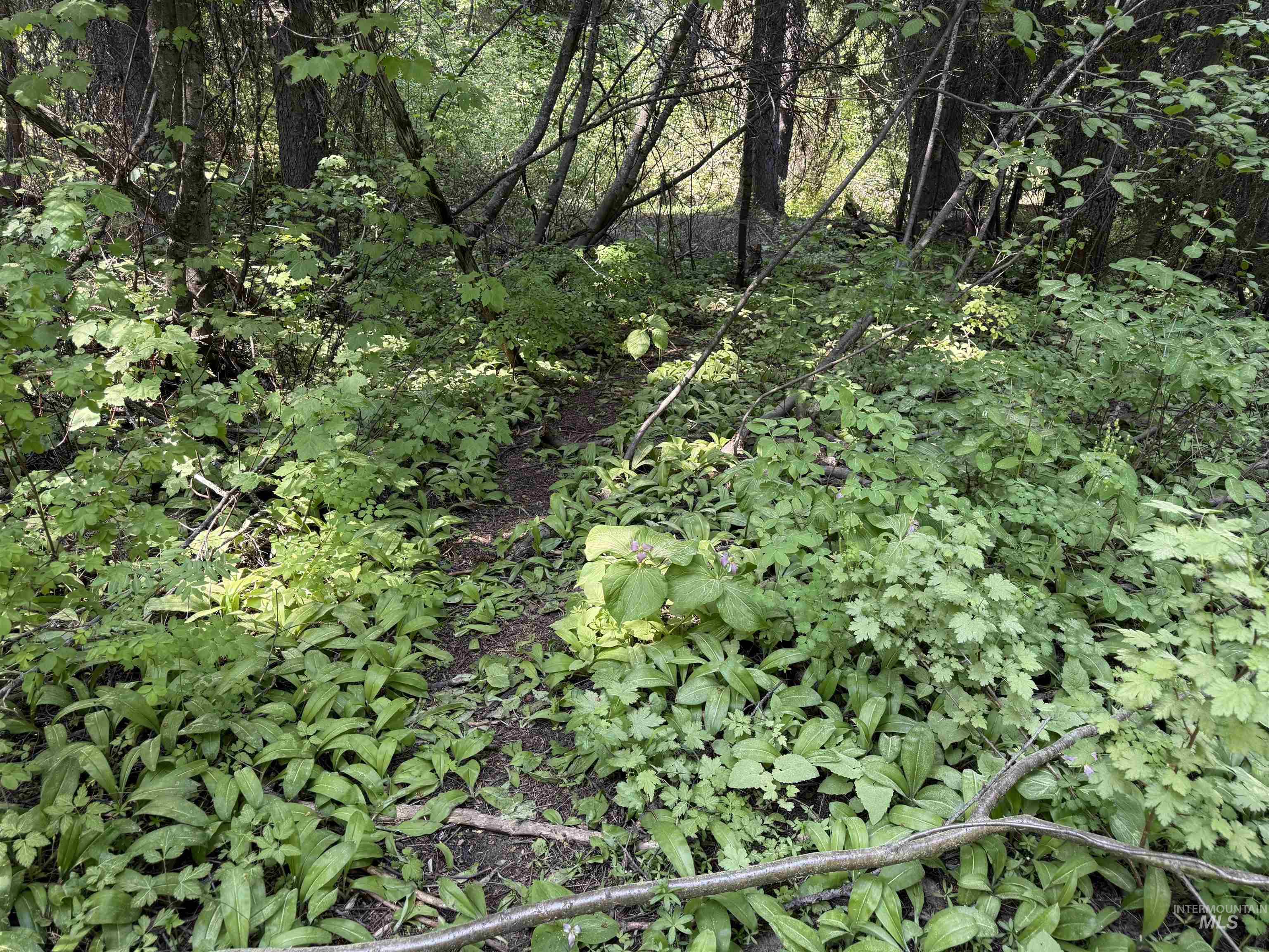 24 Wapiti Dr, Cascade, Idaho 83611, Land For Sale, Price $239,000, 98949683