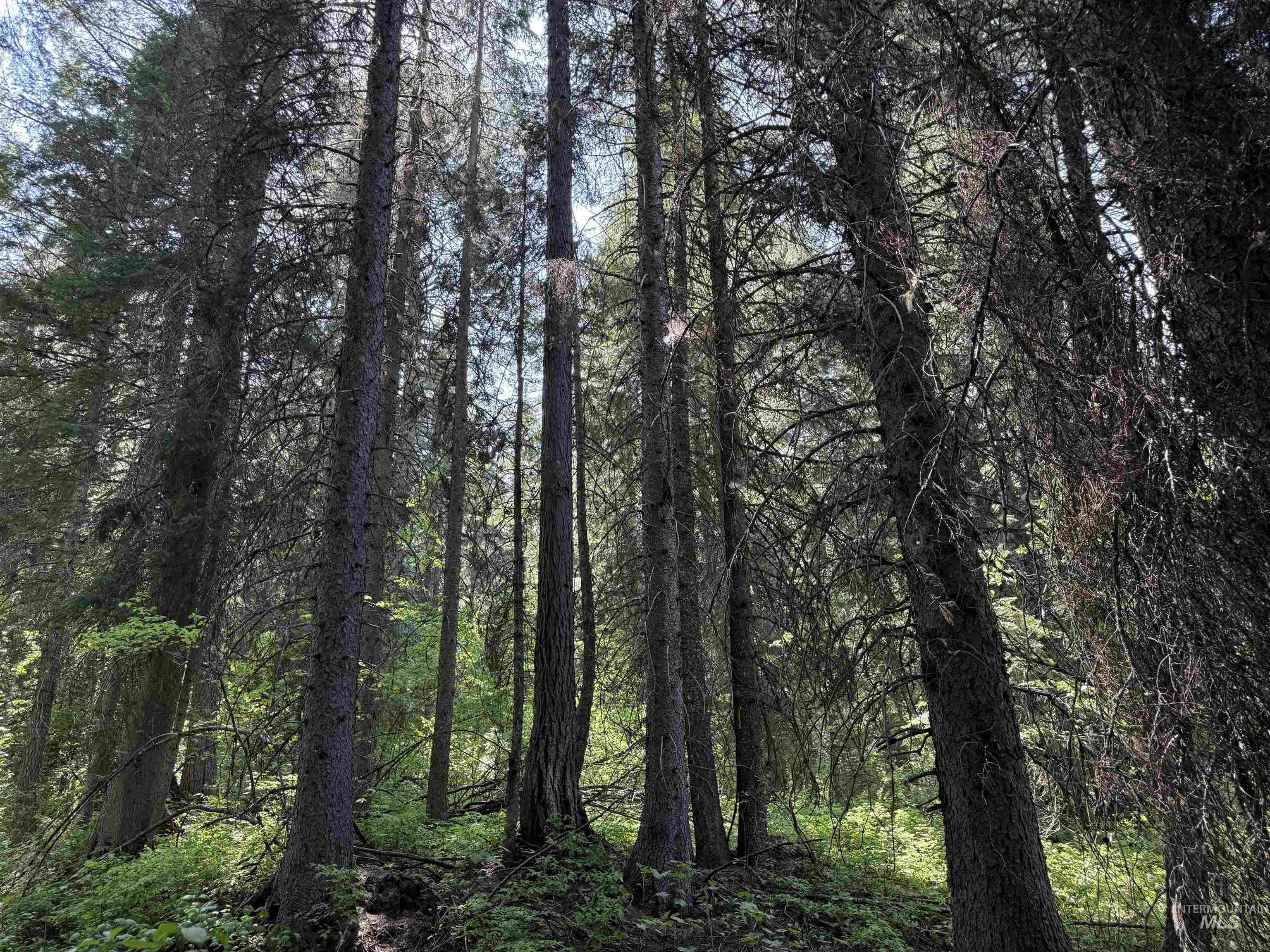 24 Wapiti Dr, Cascade, Idaho 83611, Land For Sale, Price $239,000, 98949683