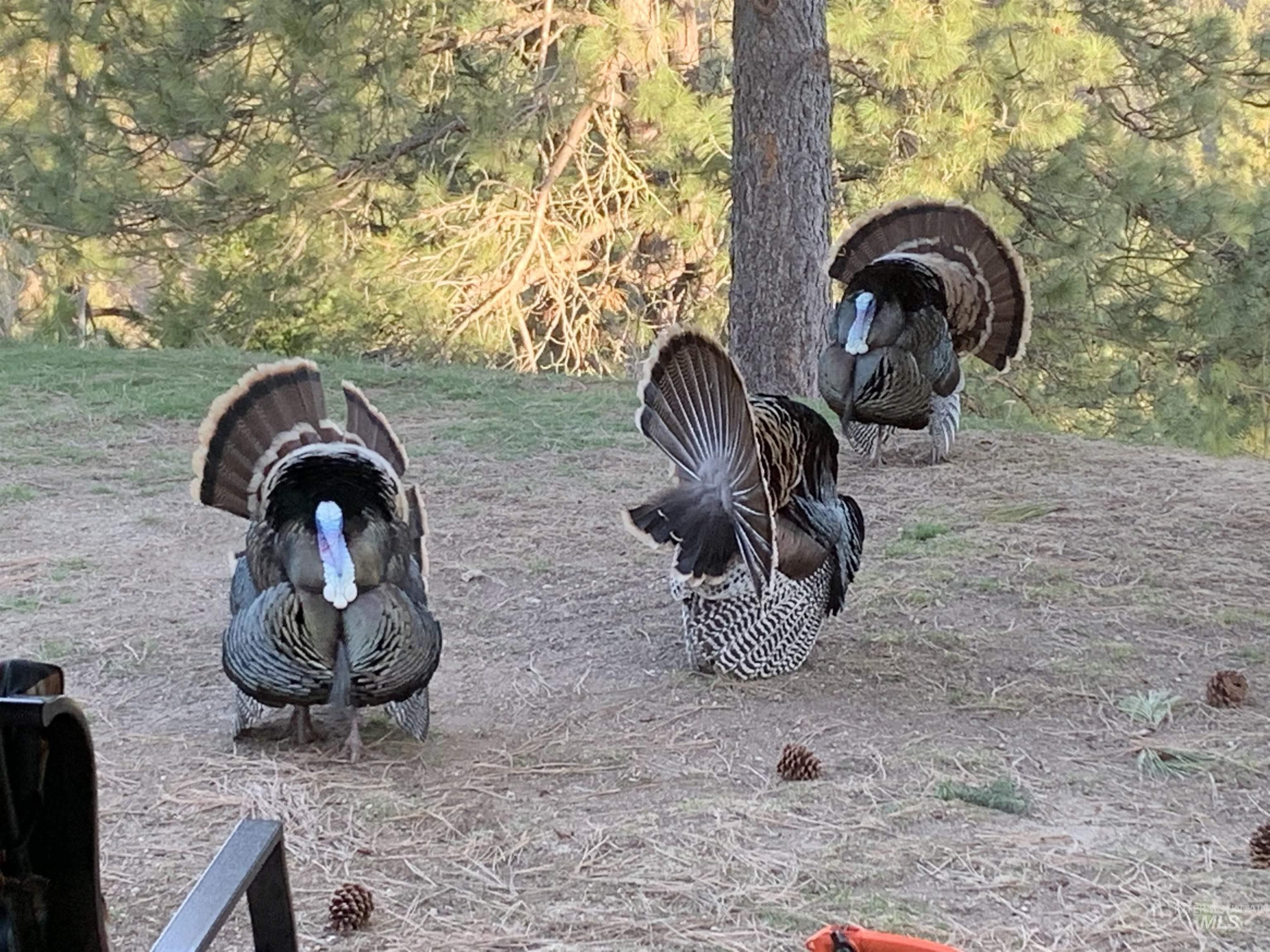 6 White Tail Run, Boise, Idaho 83716, 4 Bedrooms, 2 Bathrooms, Residential For Sale, Price $874,900, 98949795