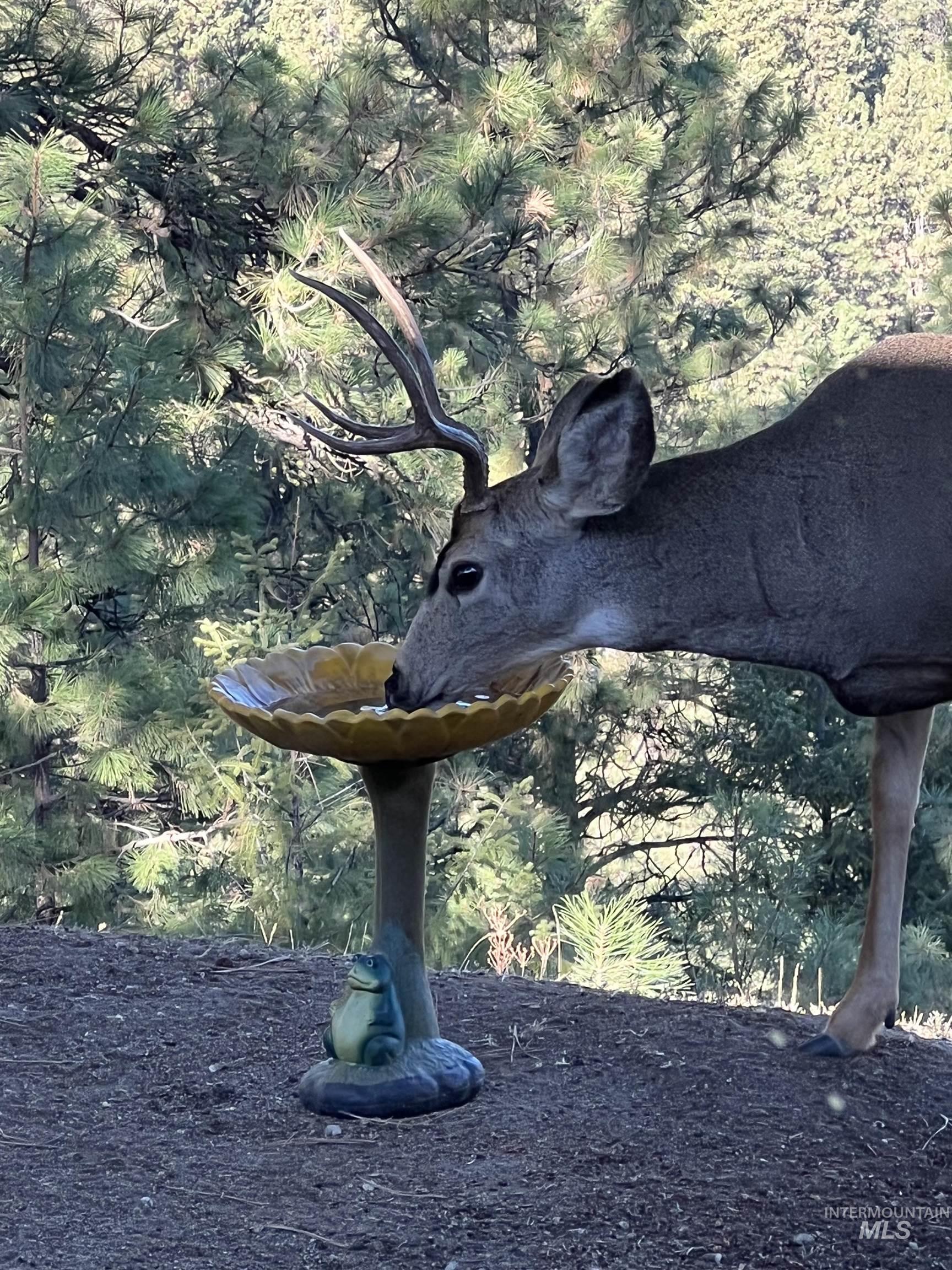 6 White Tail Run, Boise, Idaho 83716, 4 Bedrooms, 2 Bathrooms, Residential For Sale, Price $874,900, 98949795