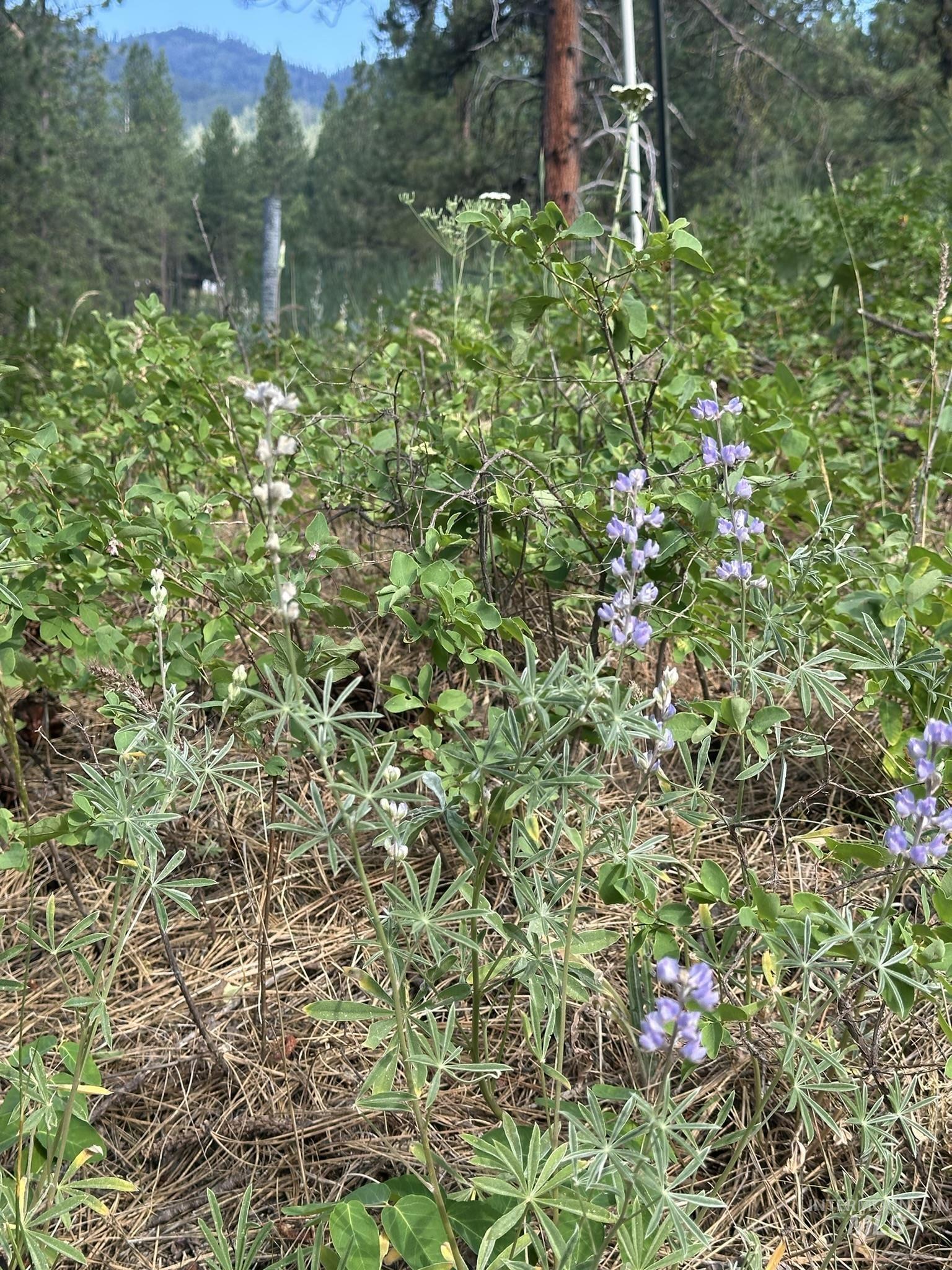 TBD White Pine, Garden Valley, Idaho 83622, Land For Sale, Price $214,000, 98950974