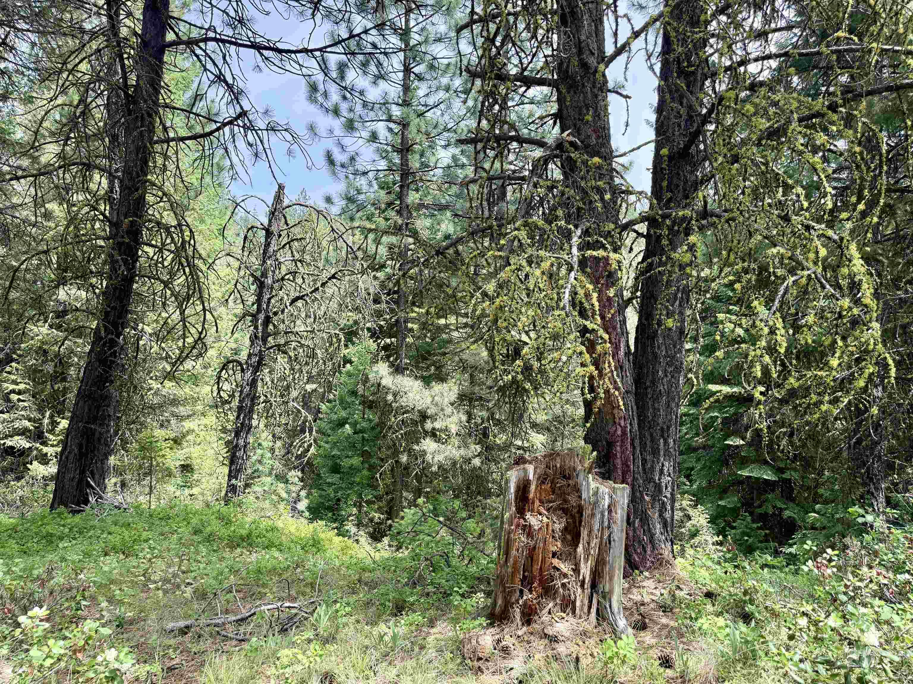 53 Landale Lane, Cascade, Idaho 83711, Land For Sale, Price $87,200, 98951484