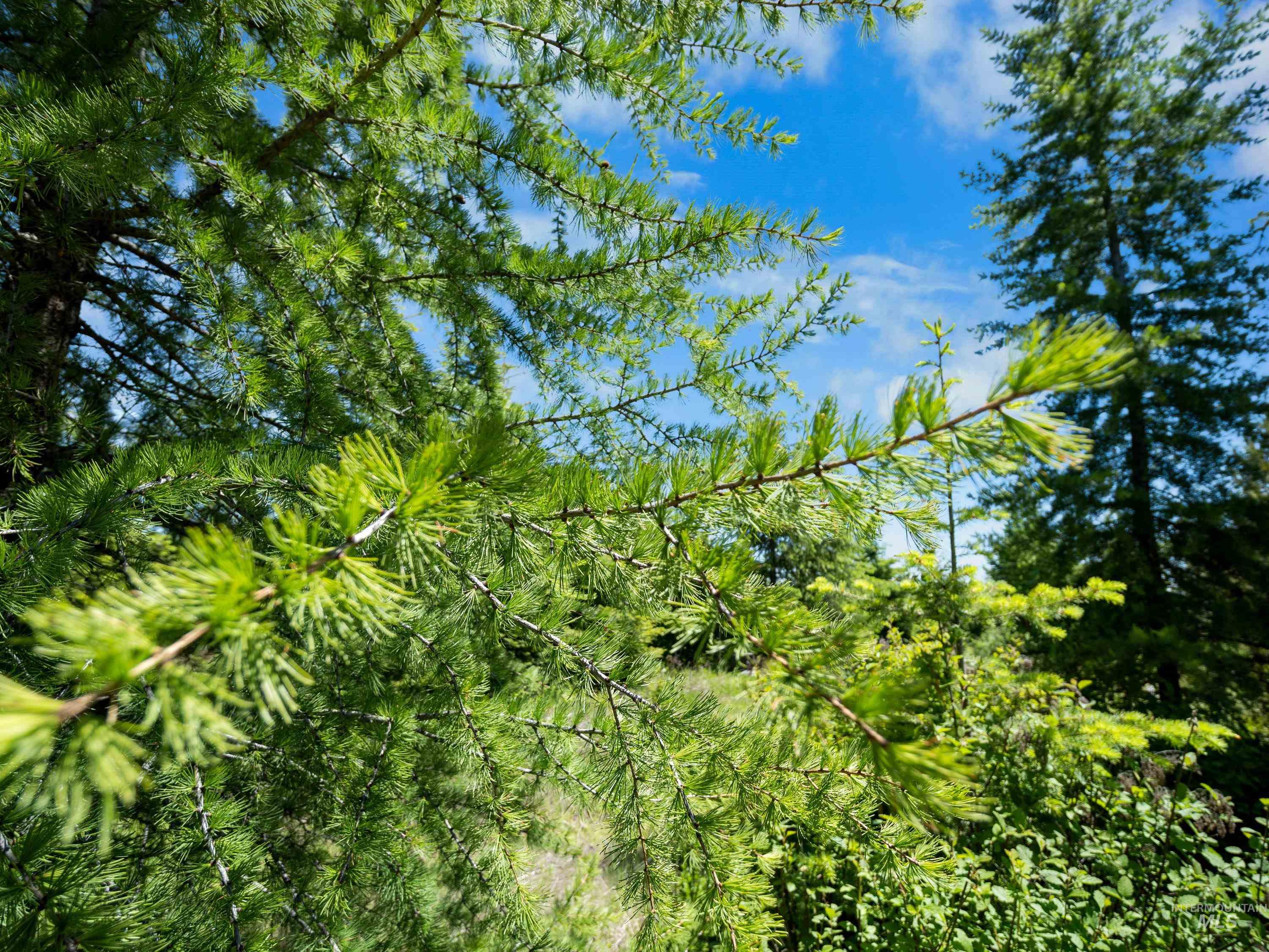 0 Timberline Heights, Parcel 5, Weippe, Idaho 83553, Land For Sale, Price $238,700, 98951712