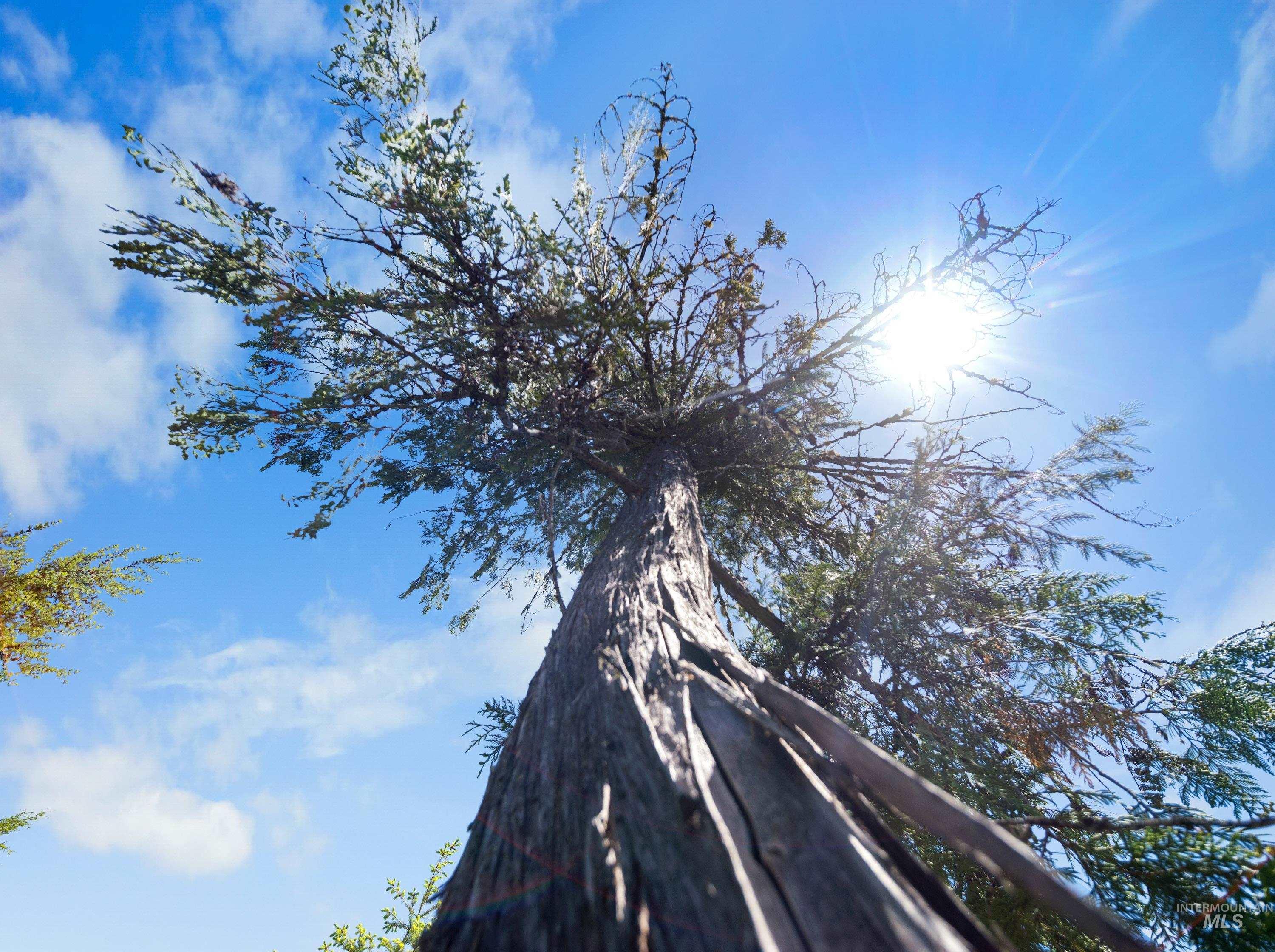 0 Timberline Heights, Parcel 5, Weippe, Idaho 83553, Land For Sale, Price $238,700, 98951712