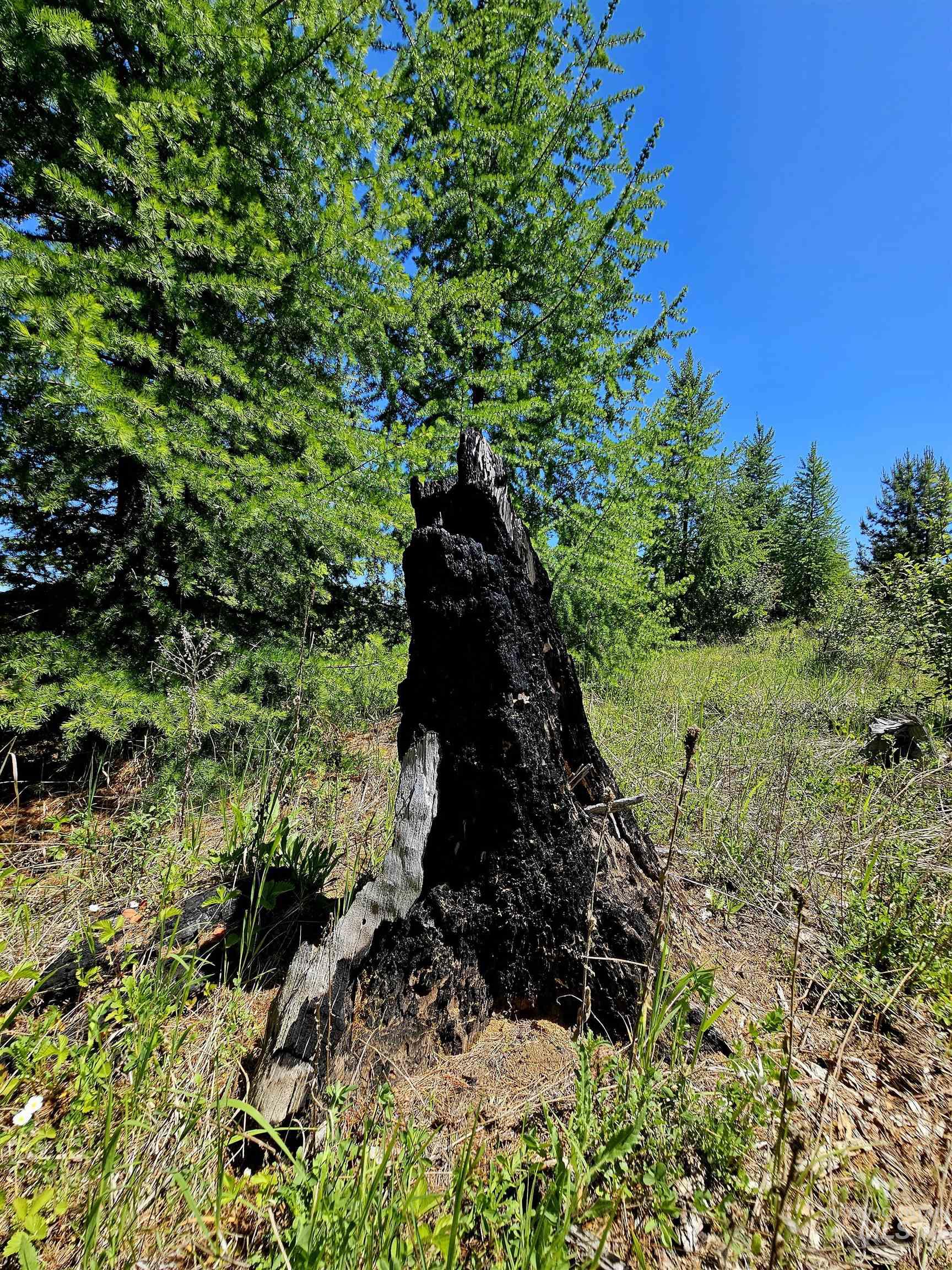 0 Timberline Heights, Parcel 5, Weippe, Idaho 83553, Land For Sale, Price $238,700, 98951712