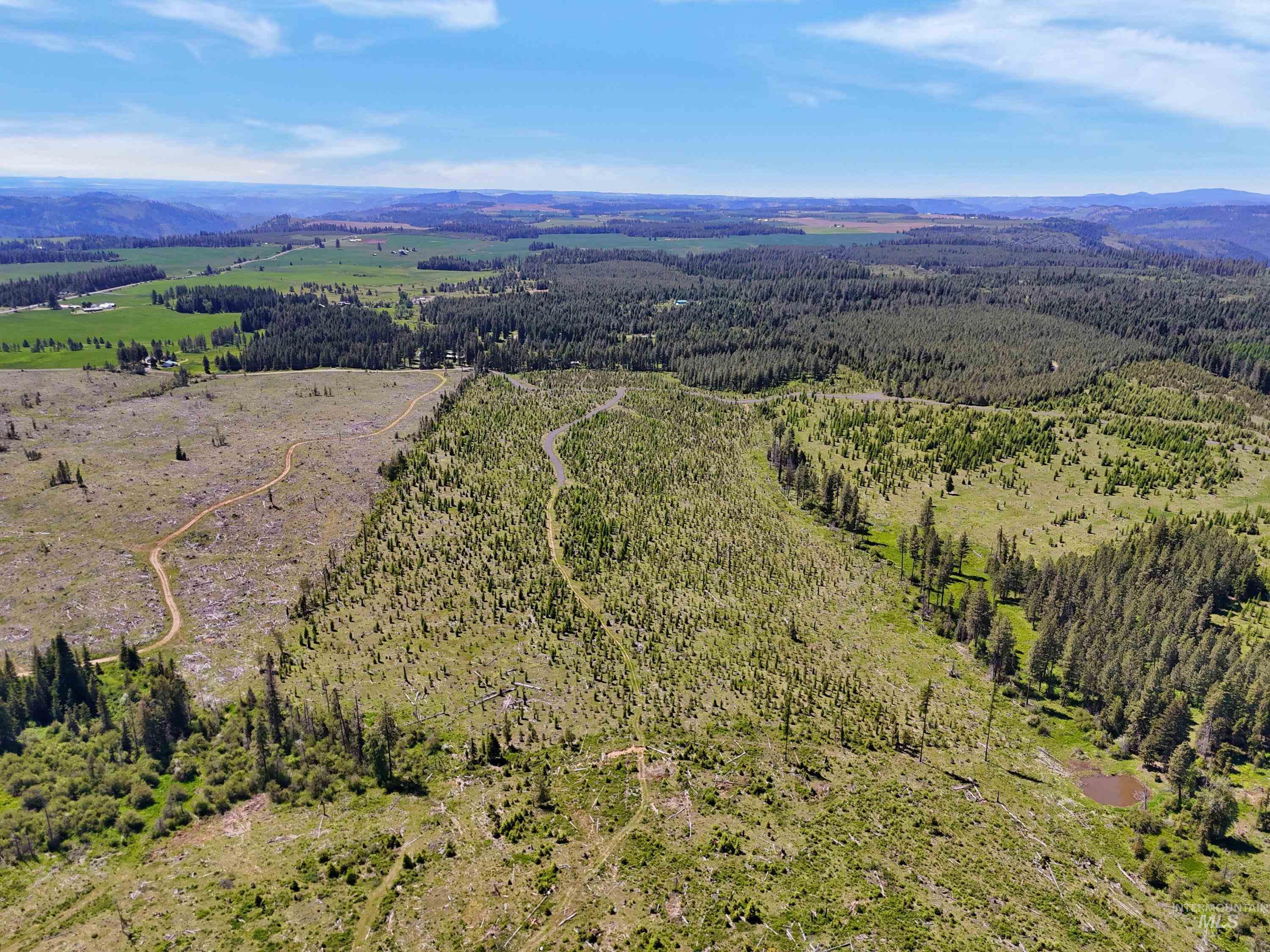 Drone / aerial view of a forest and a mountain backdrop