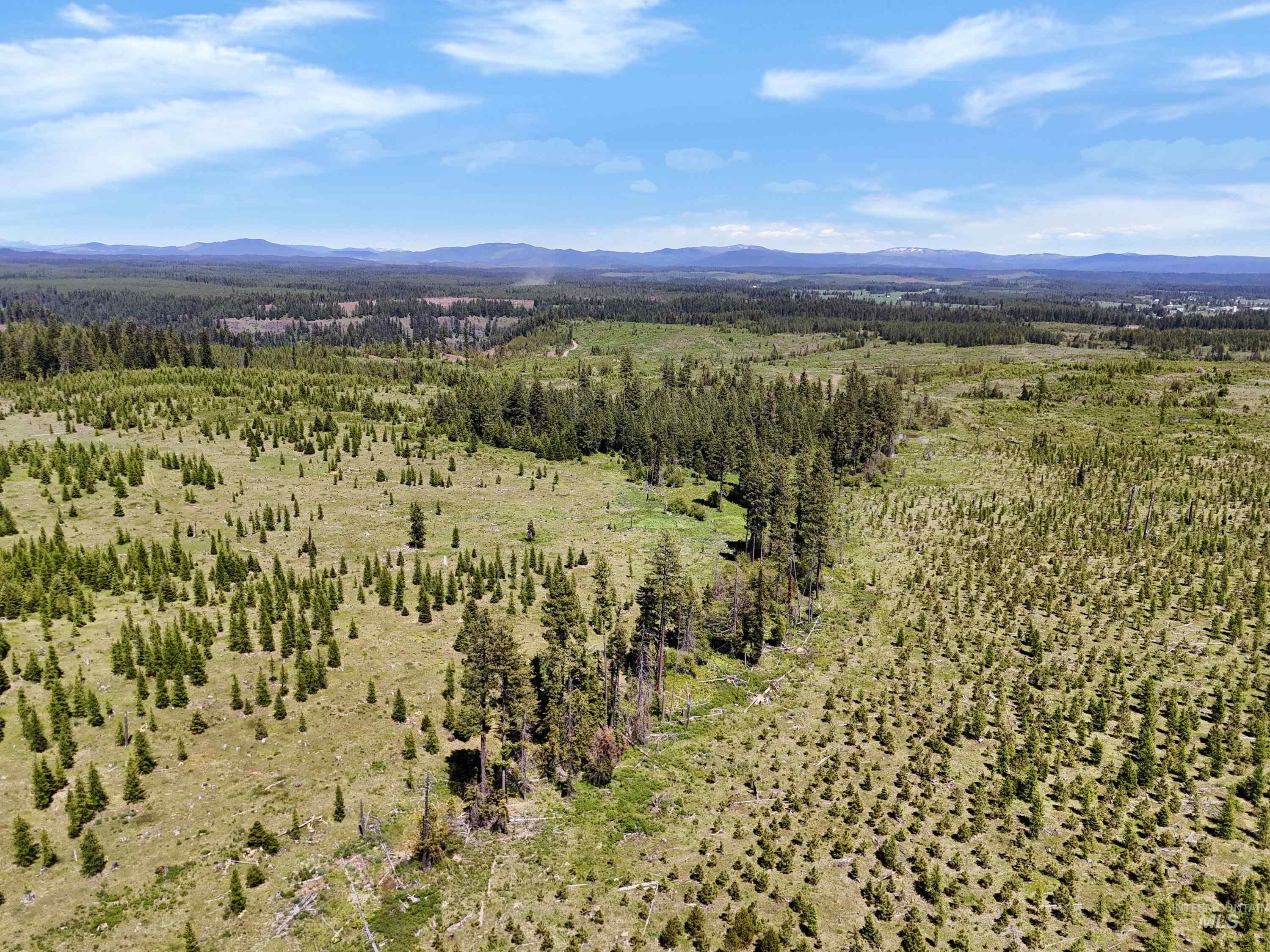 View of mountain backdrop with a forest