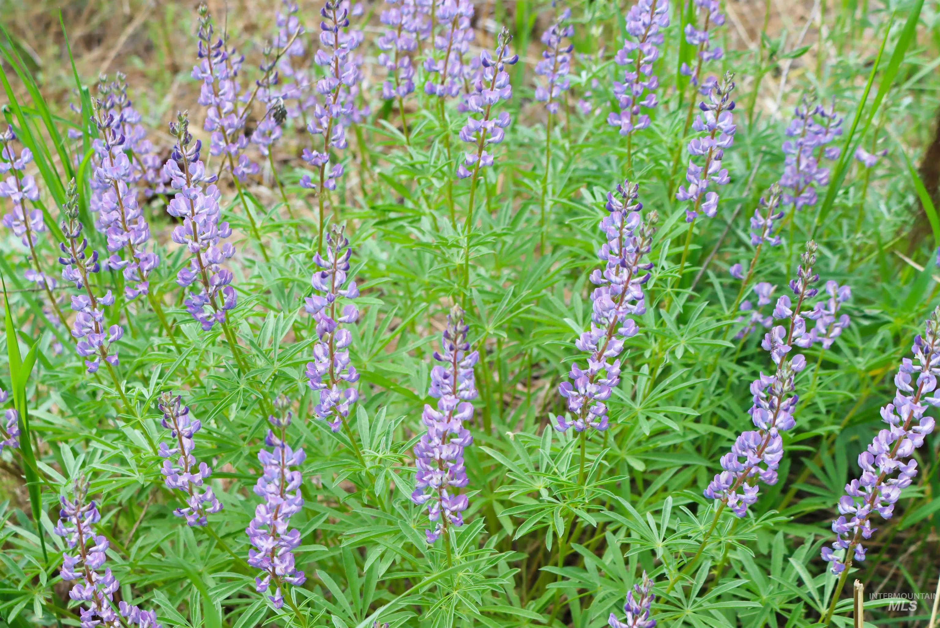 L1B11 Yarrow Dr, New Meadows, Idaho 83654, Land For Sale, Price $83,500, 98951830