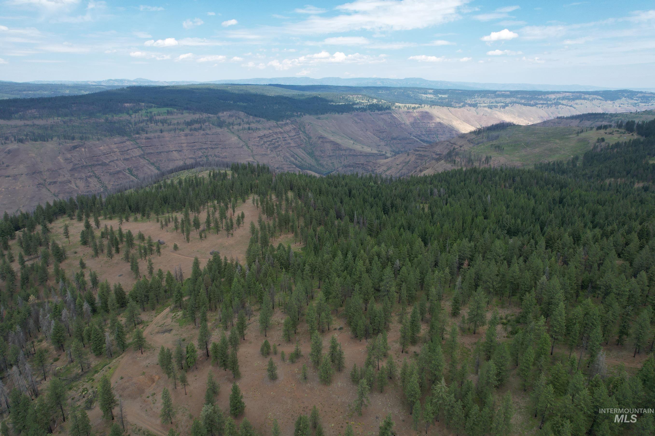 Mountain view featuring a forest