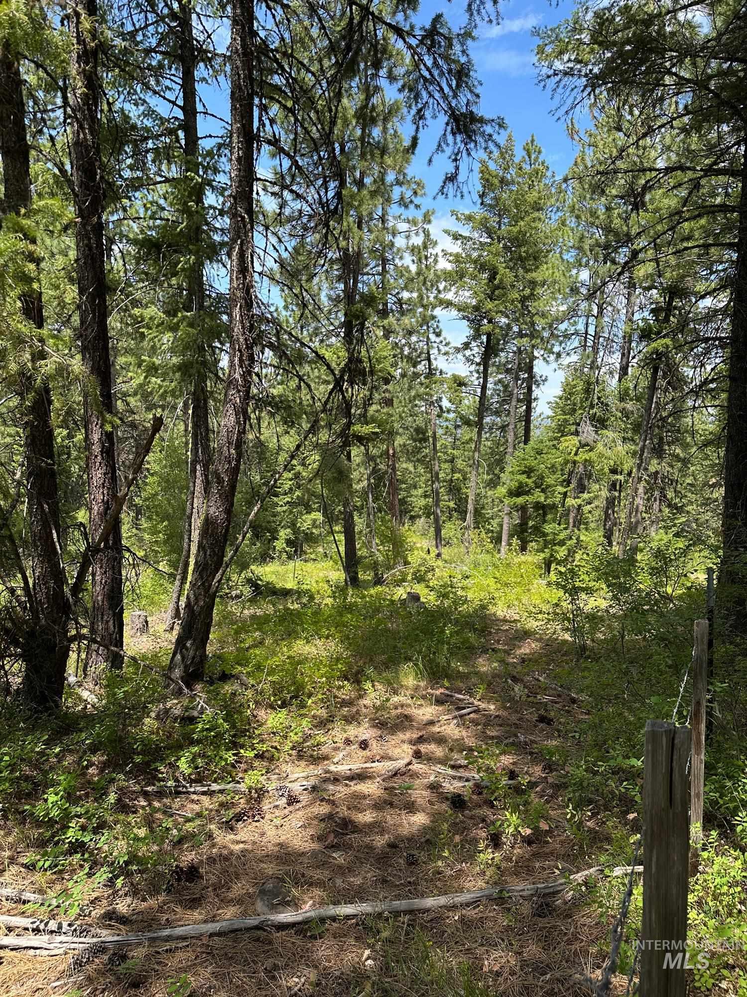 View of local wilderness