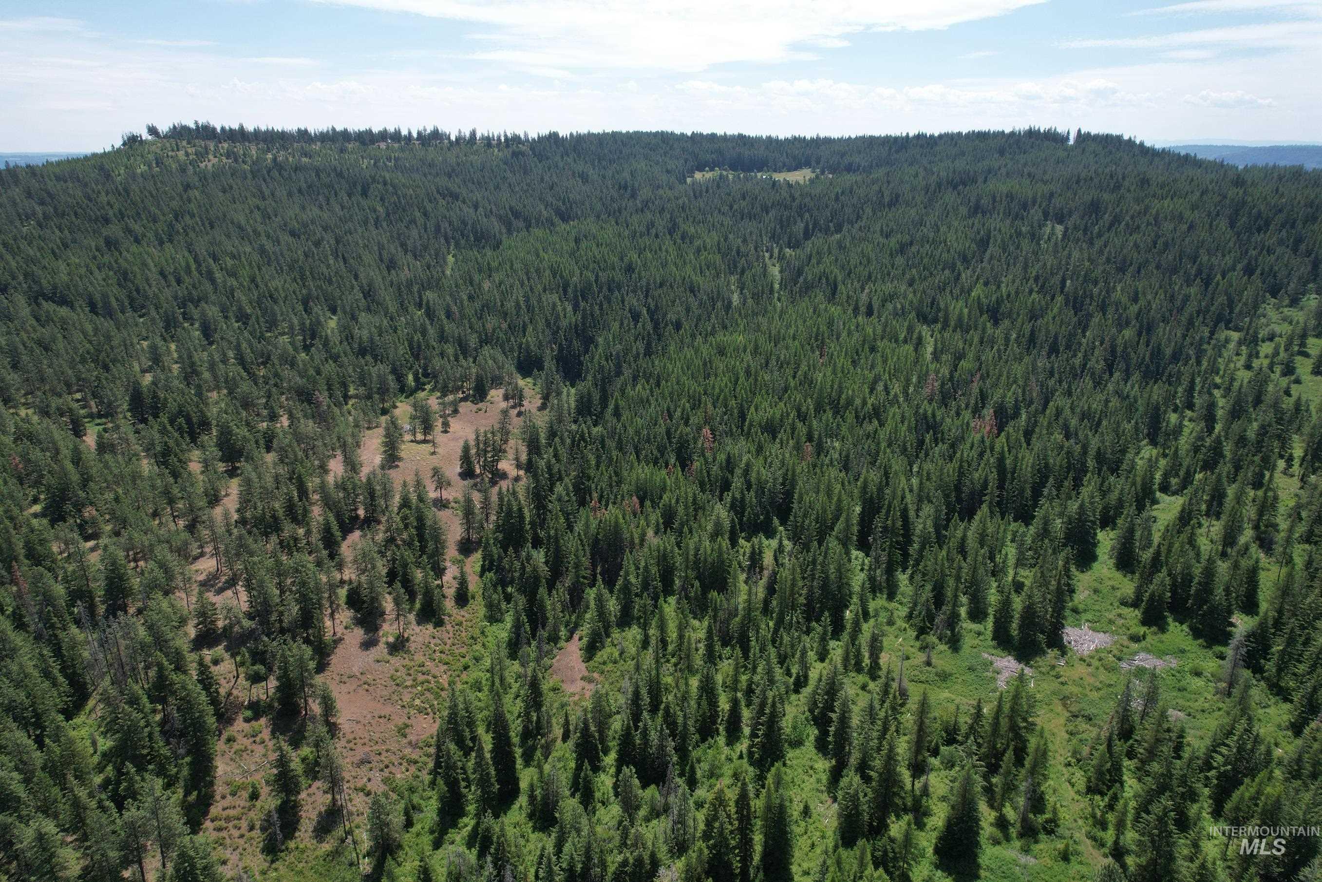 Bird's eye view of a forest