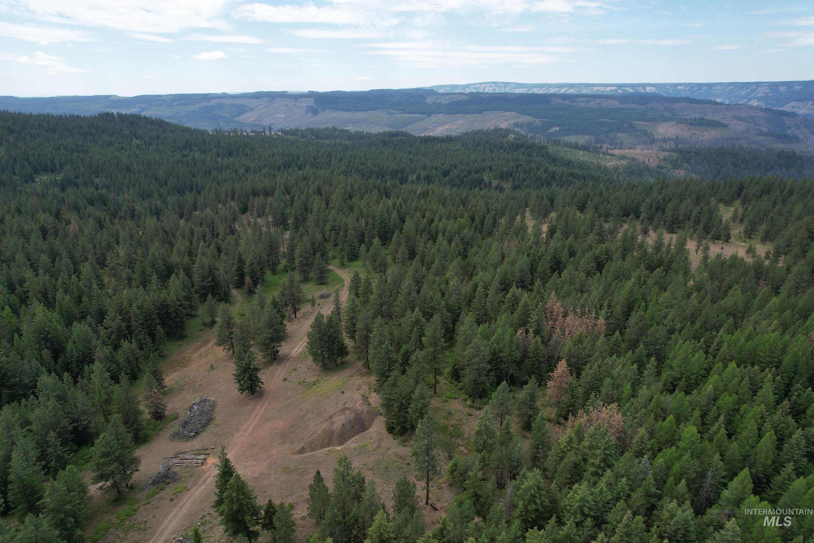 Aerial view of a forest and a mountain backdrop