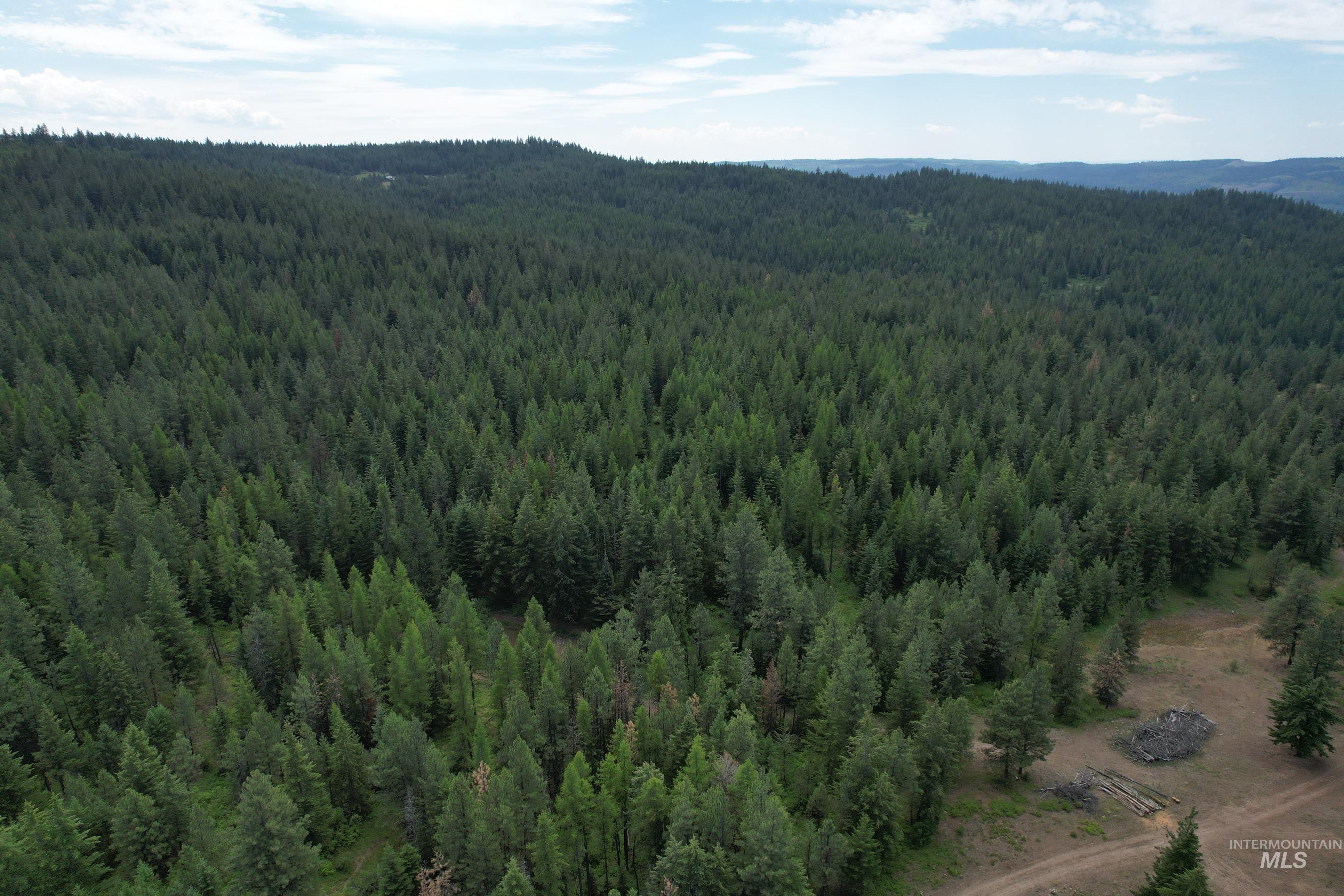 Aerial view of a forest and a mountainous background