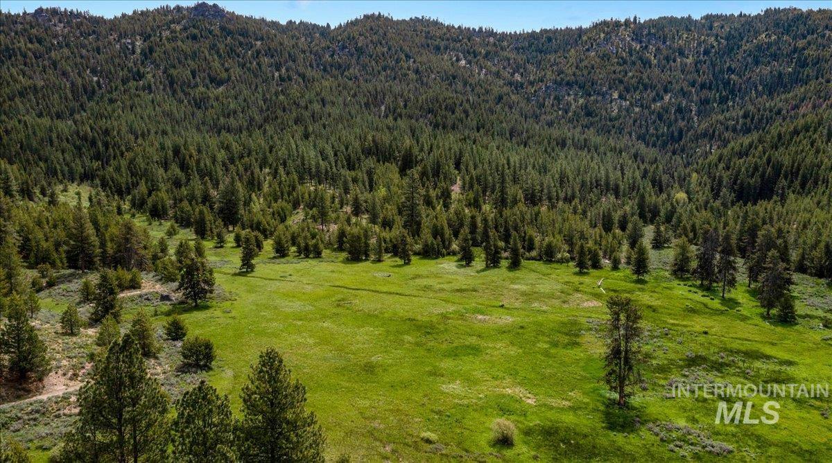 Aerial view of a forest and a mountain backdrop