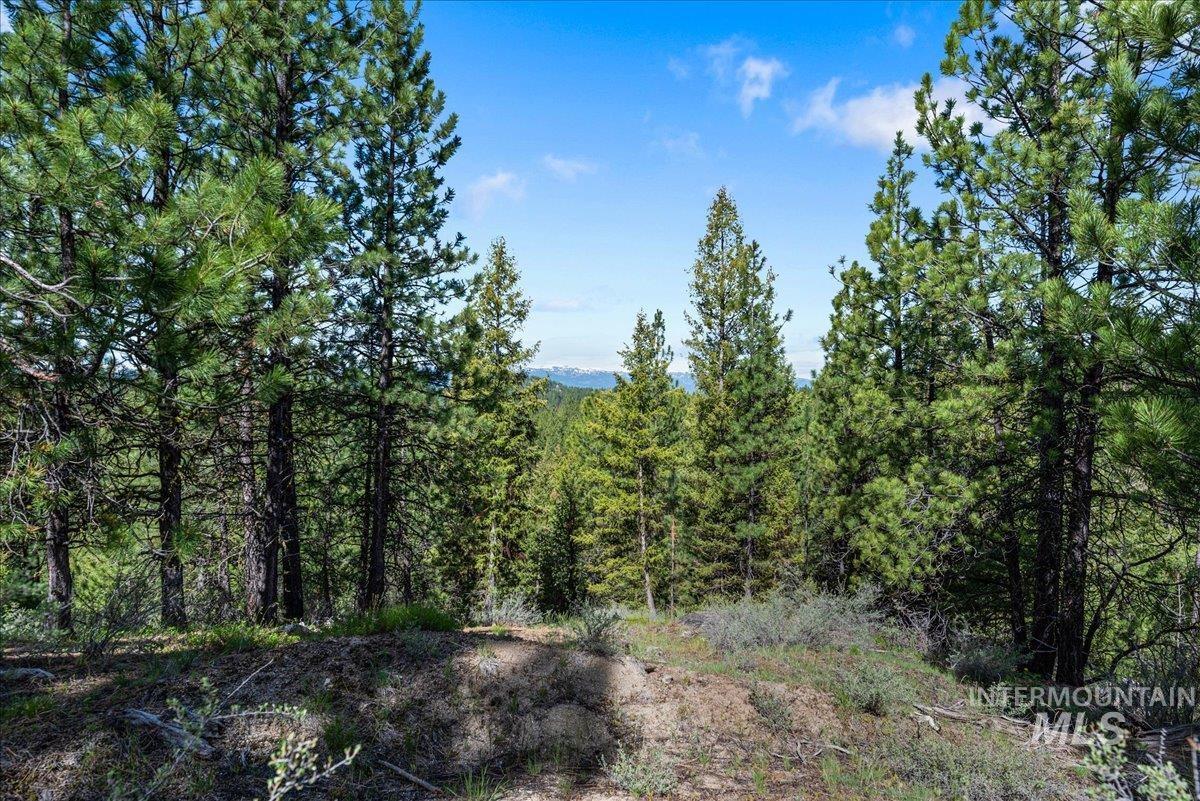 View of tree filled area
