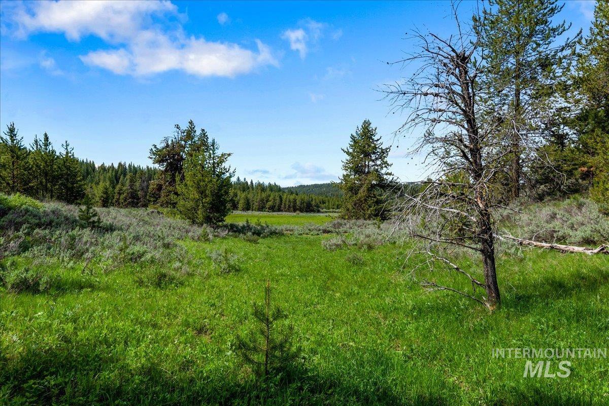 View of tree filled area