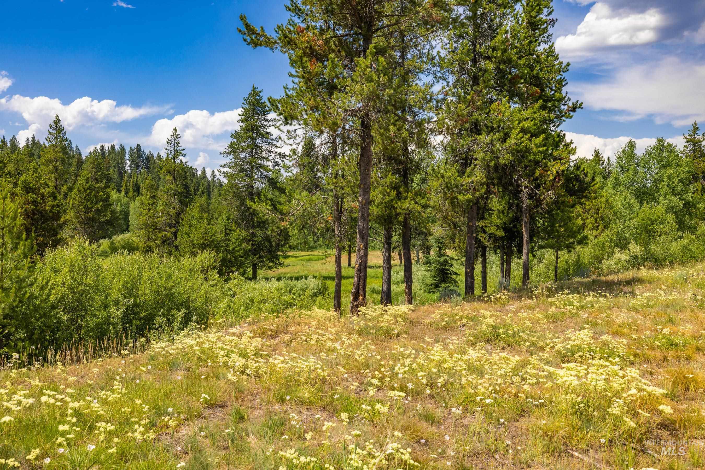 View of tree filled area