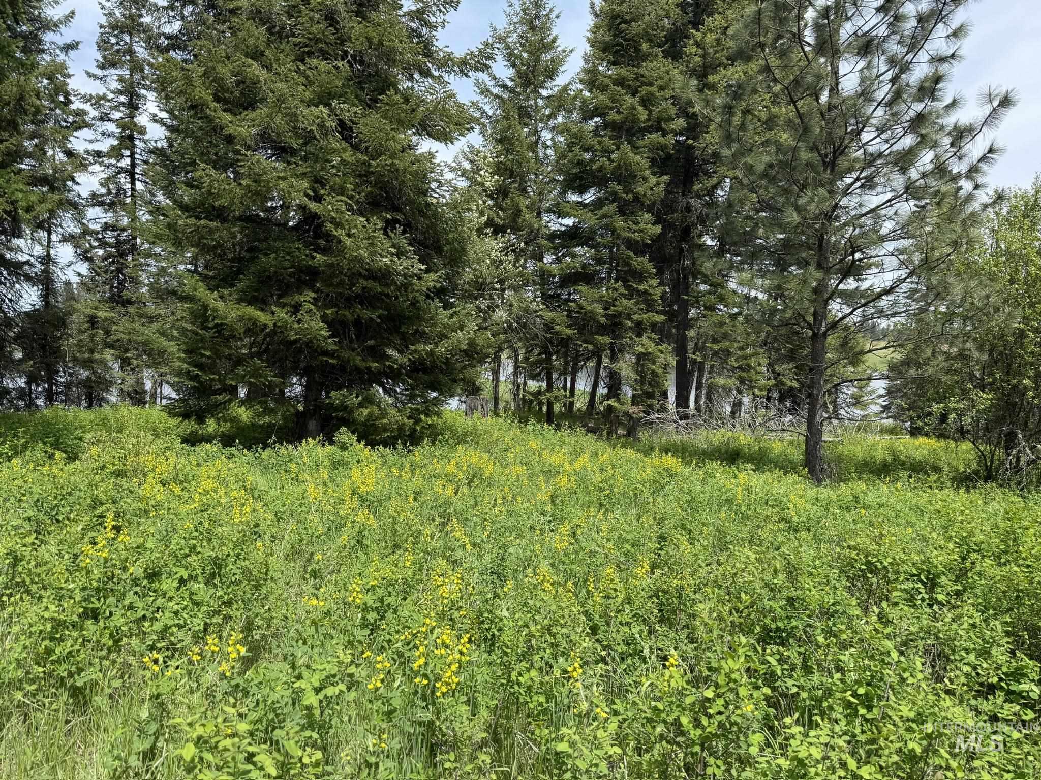 TBD 4 Mile Road, Weippe, Idaho 83553, Land For Sale, Price $3,500,000, 98953924