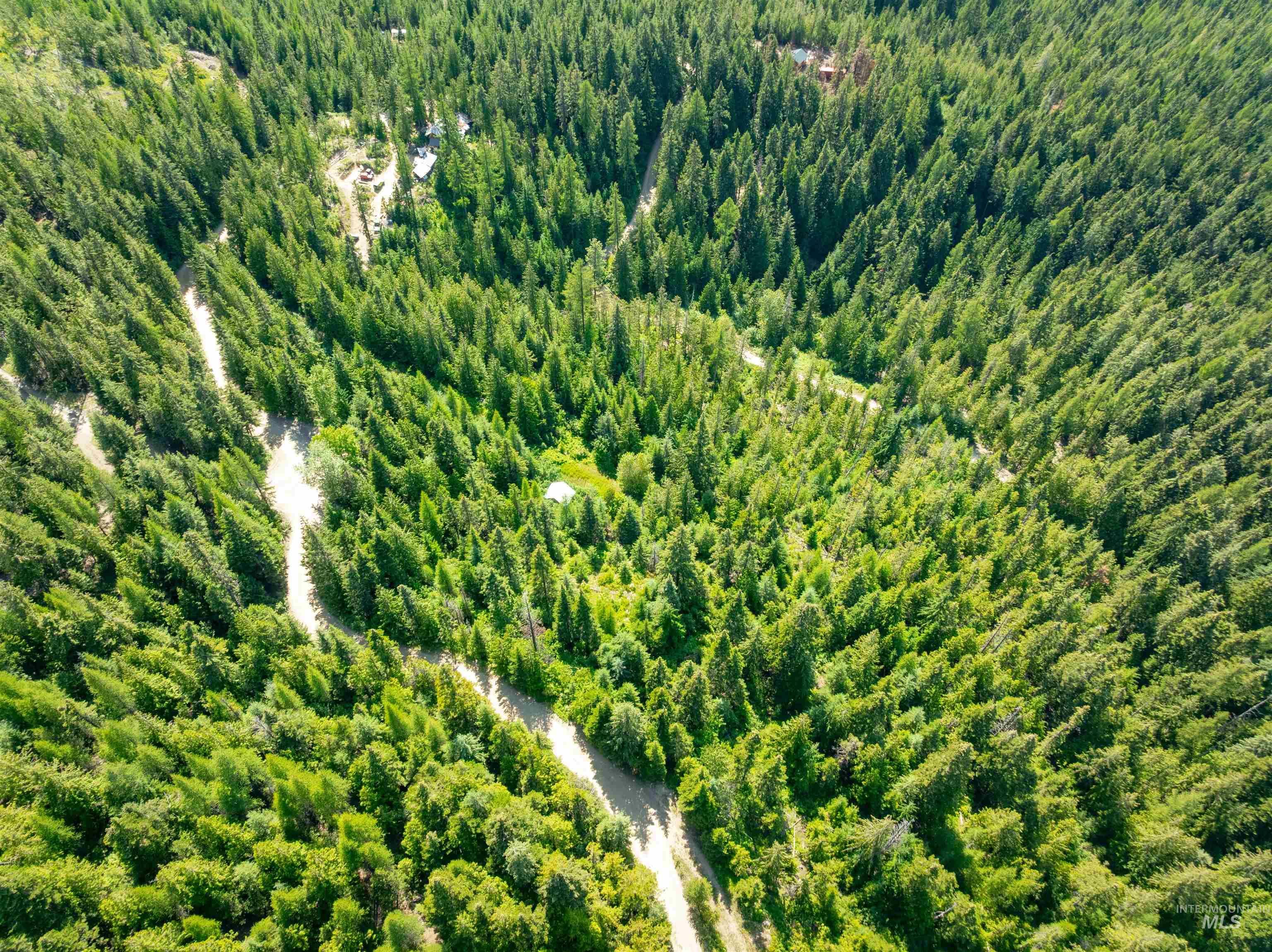 Drone / aerial view of a forest