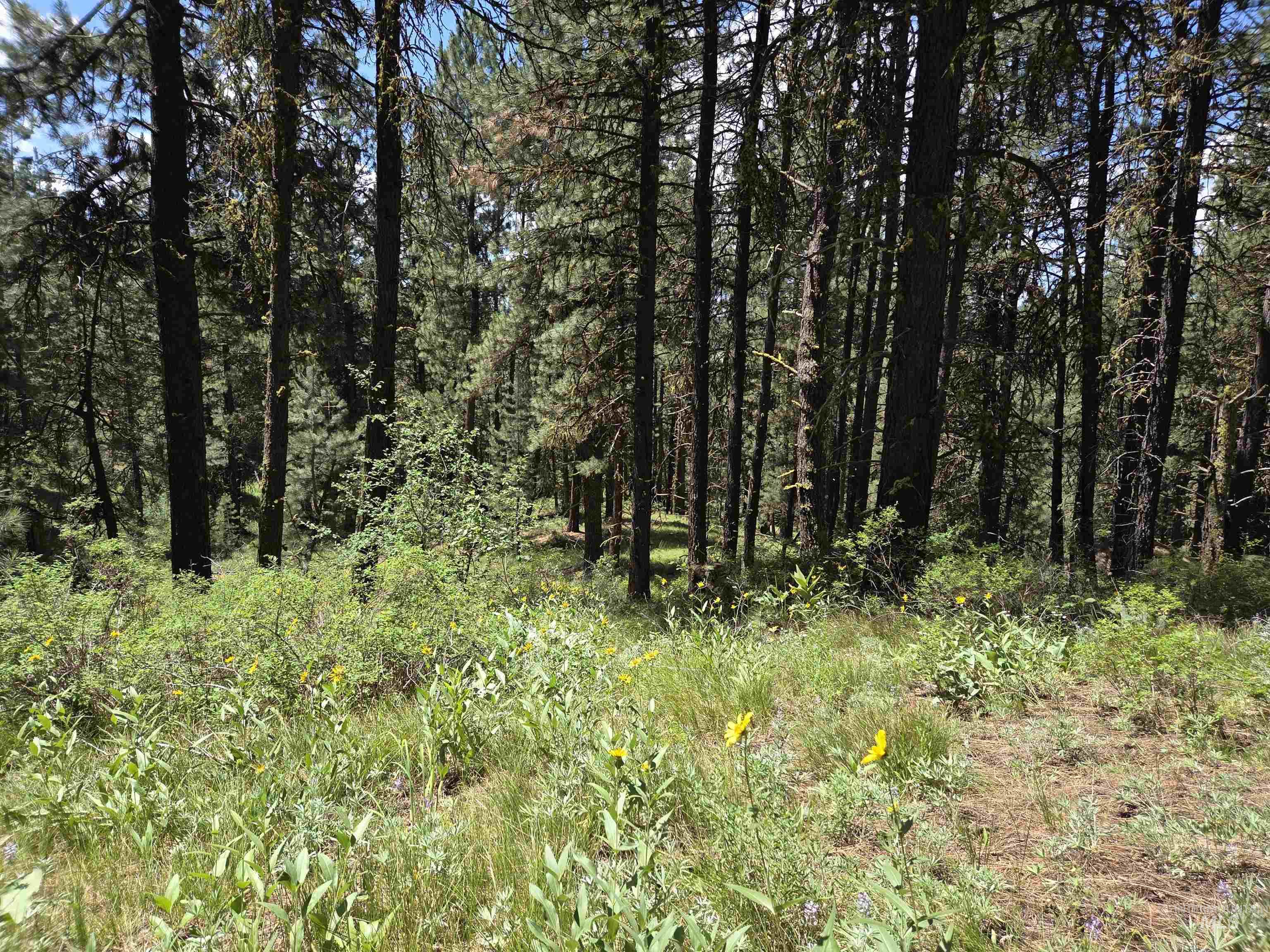 View of woods