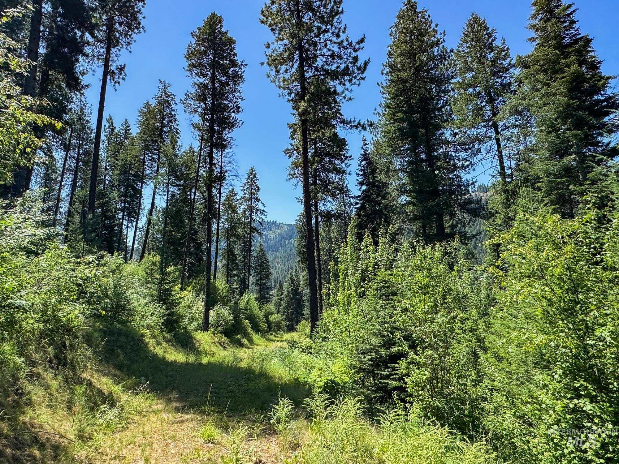 View of woods