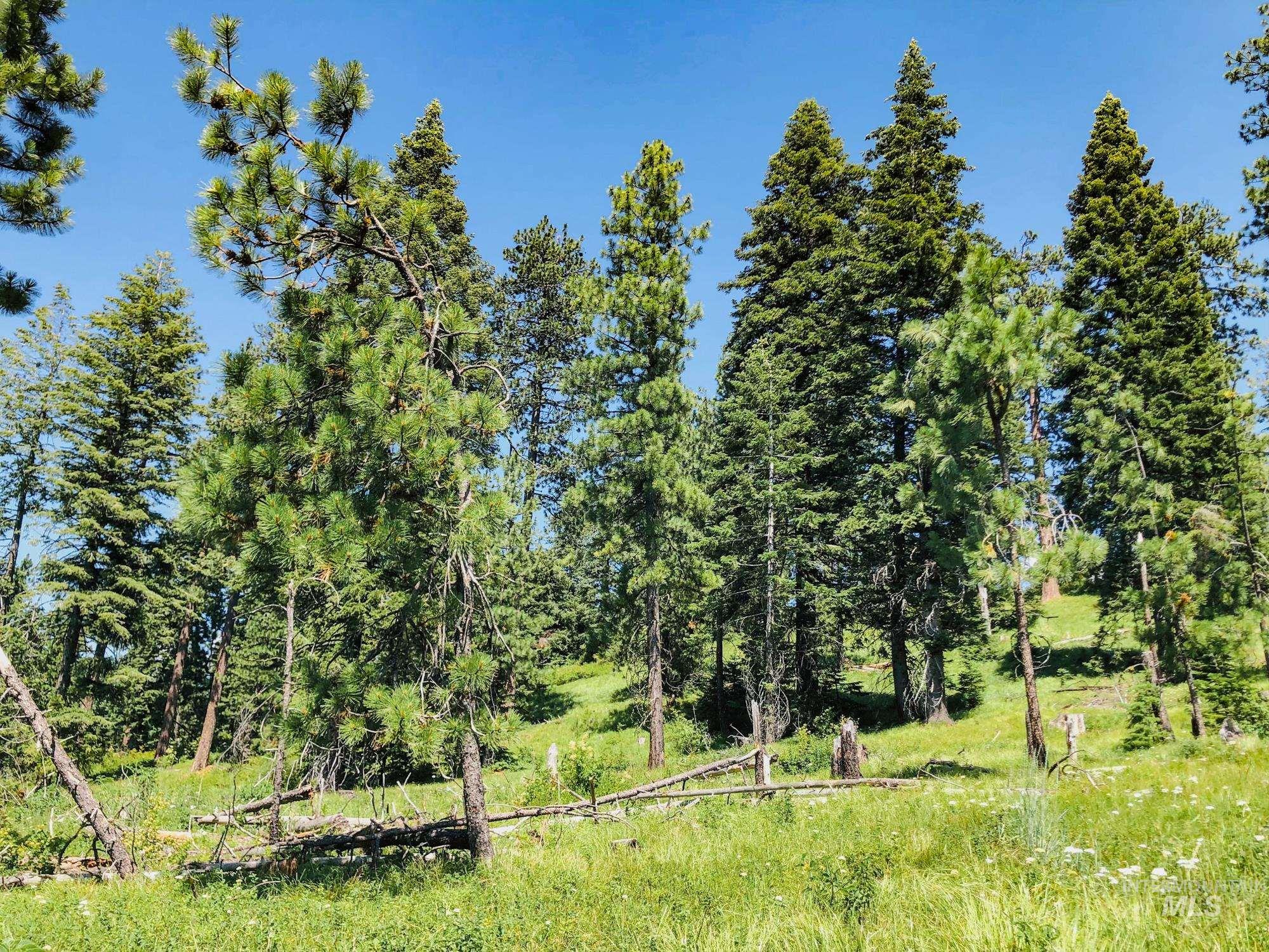 View of wooded area