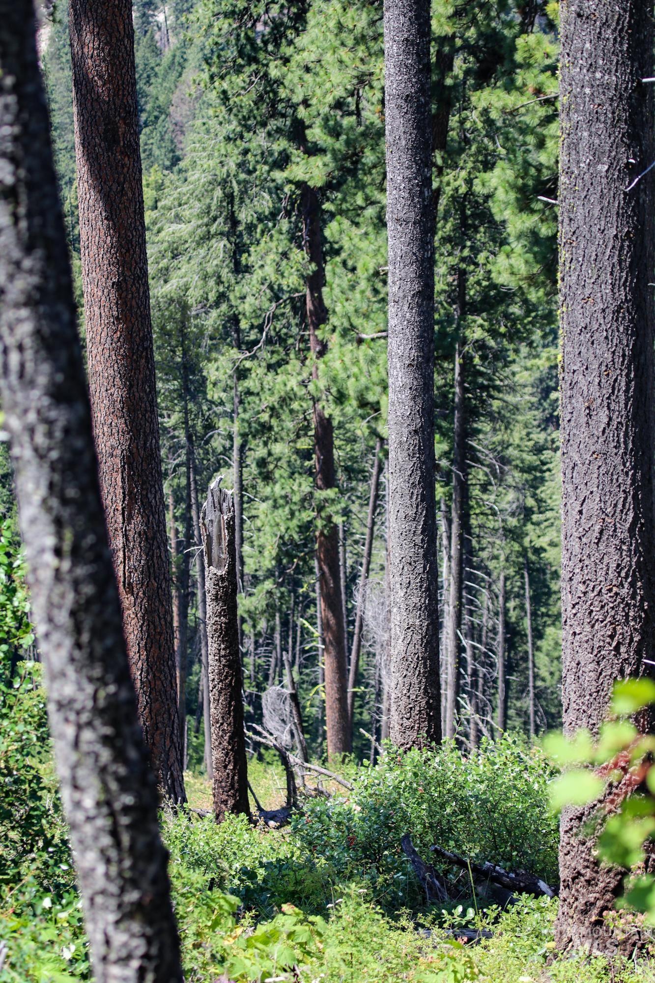 View of wooded area