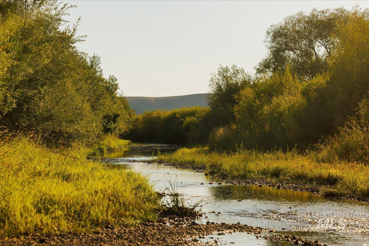 Water view with a forest