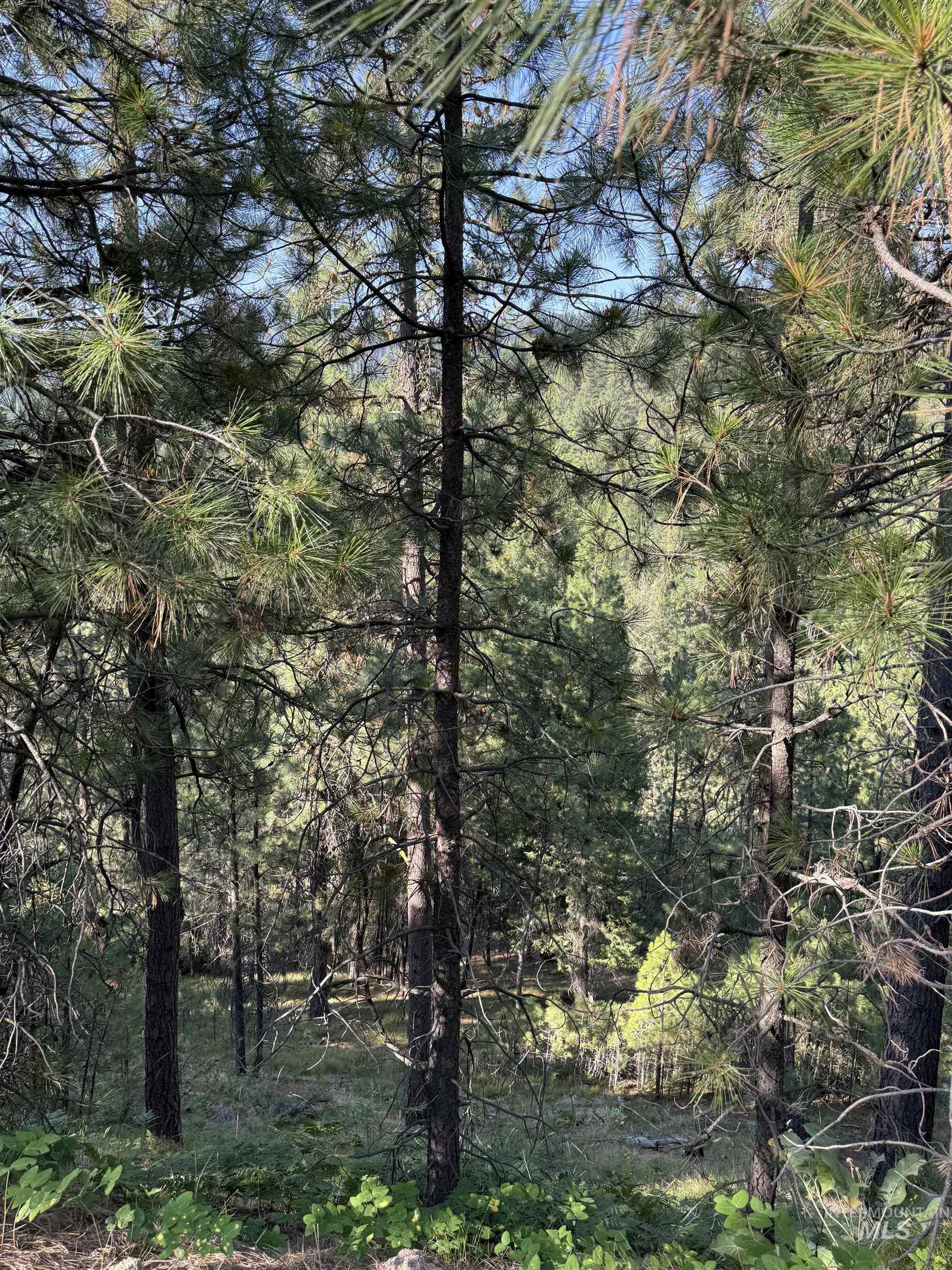 View of wooded area