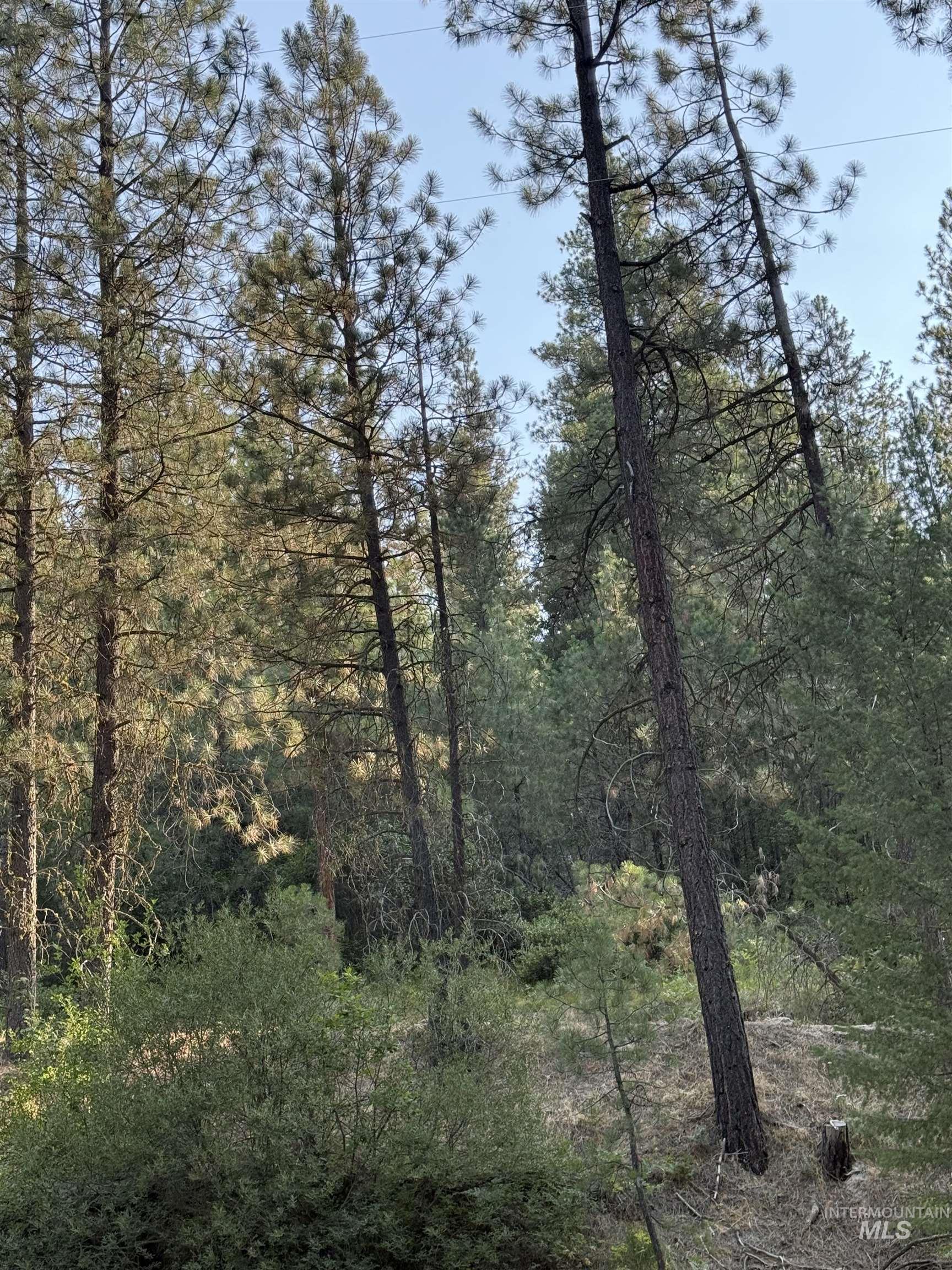 View of wooded area