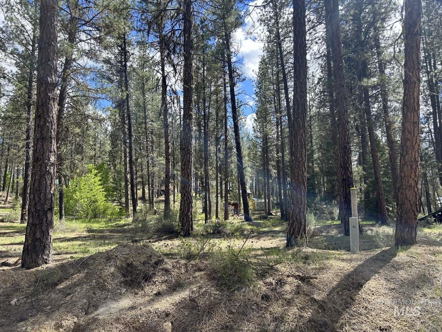View of tree filled area