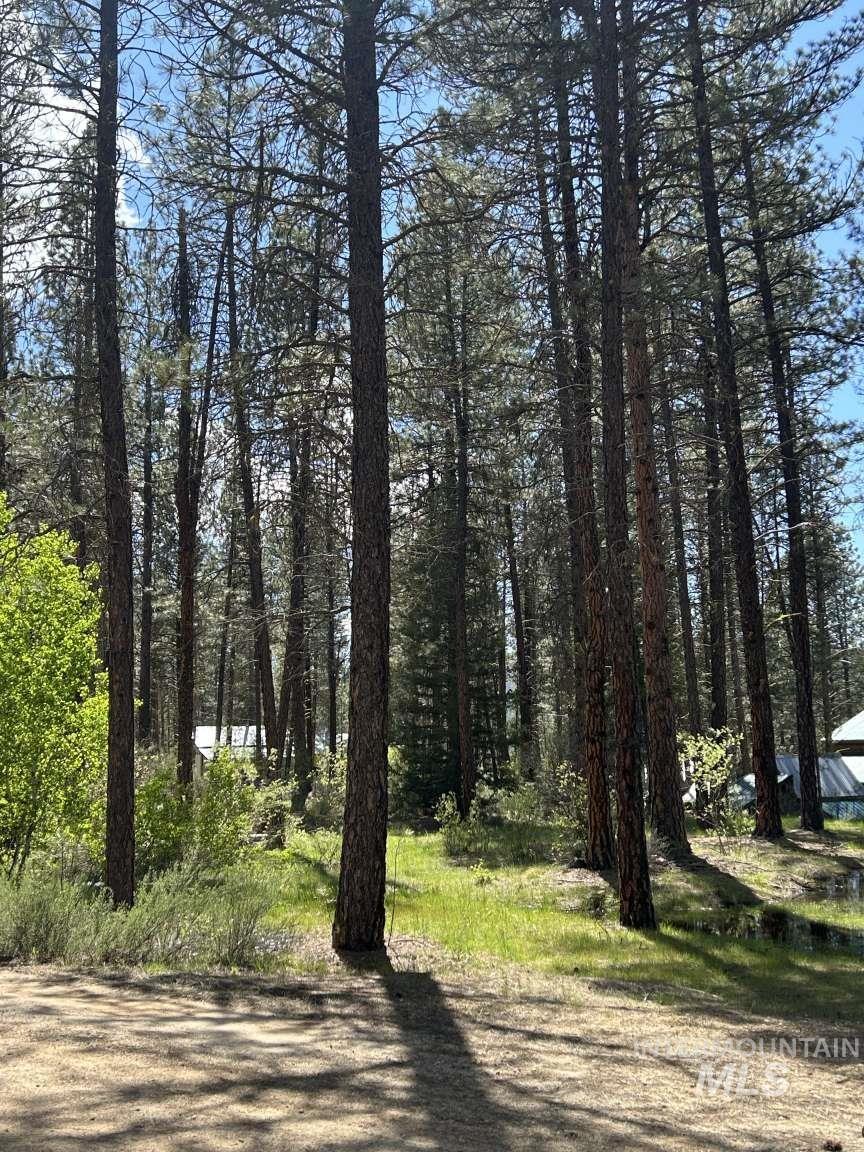View of local wilderness