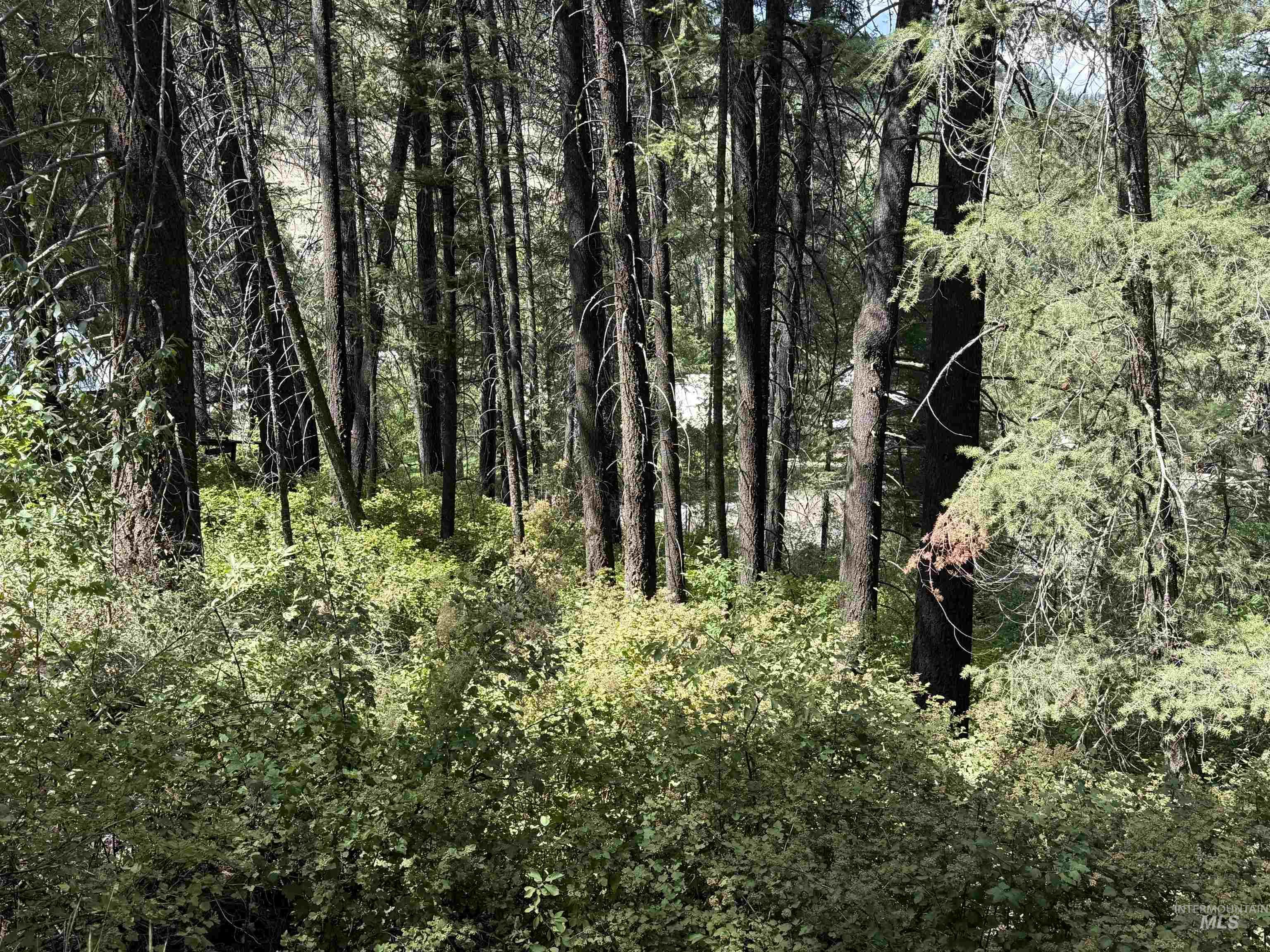 View of woods