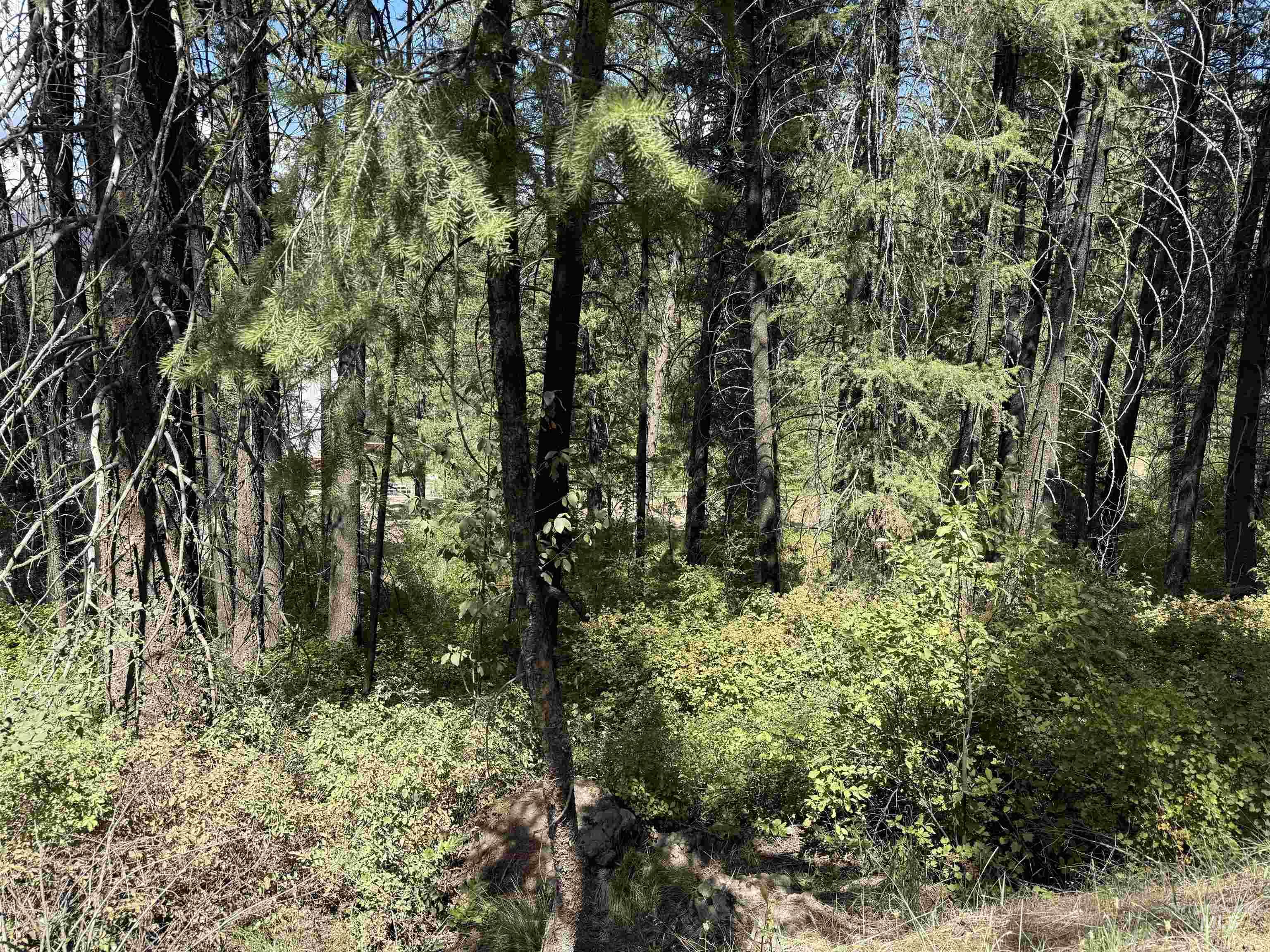 View of woods