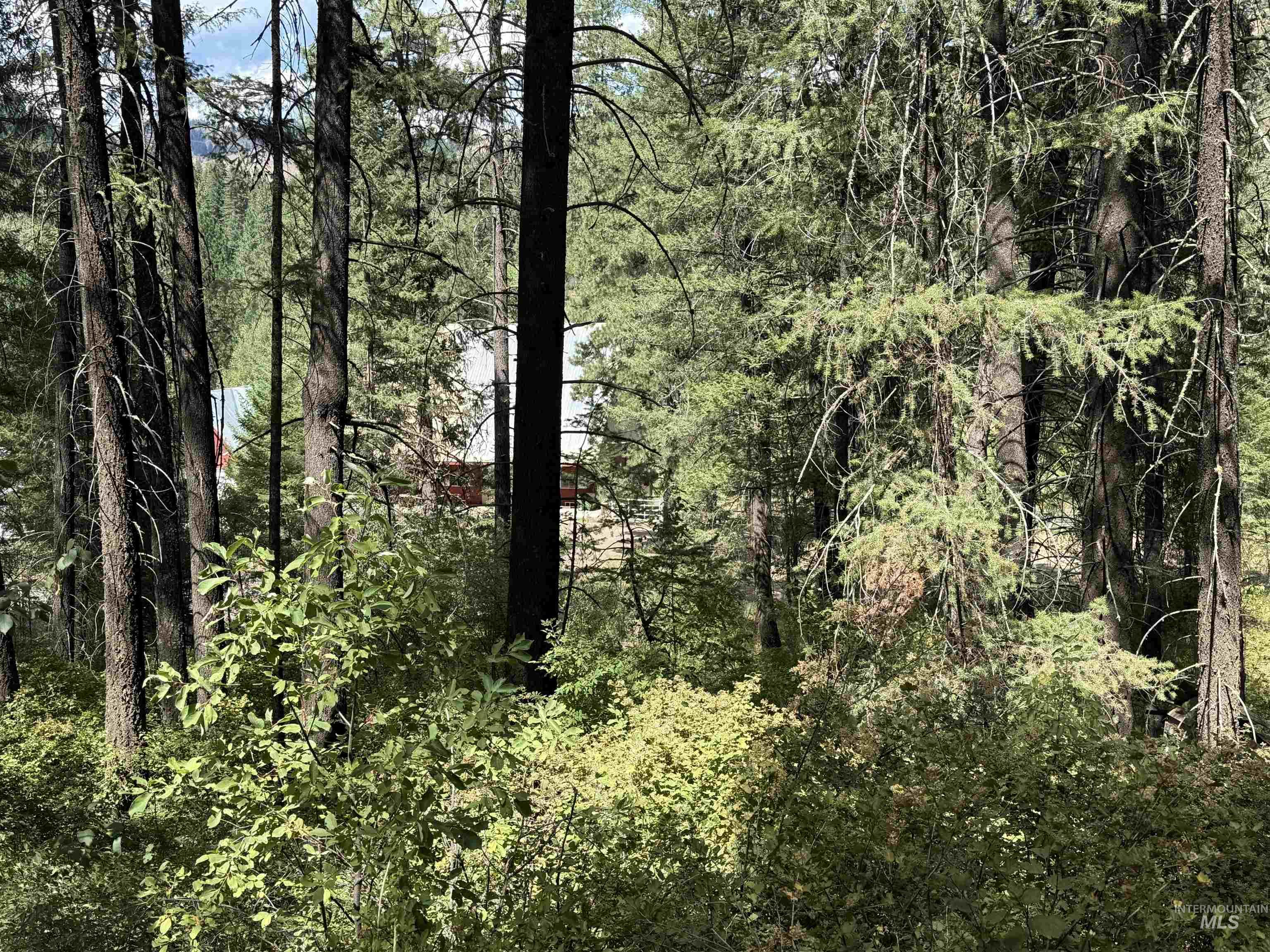 View of wooded area