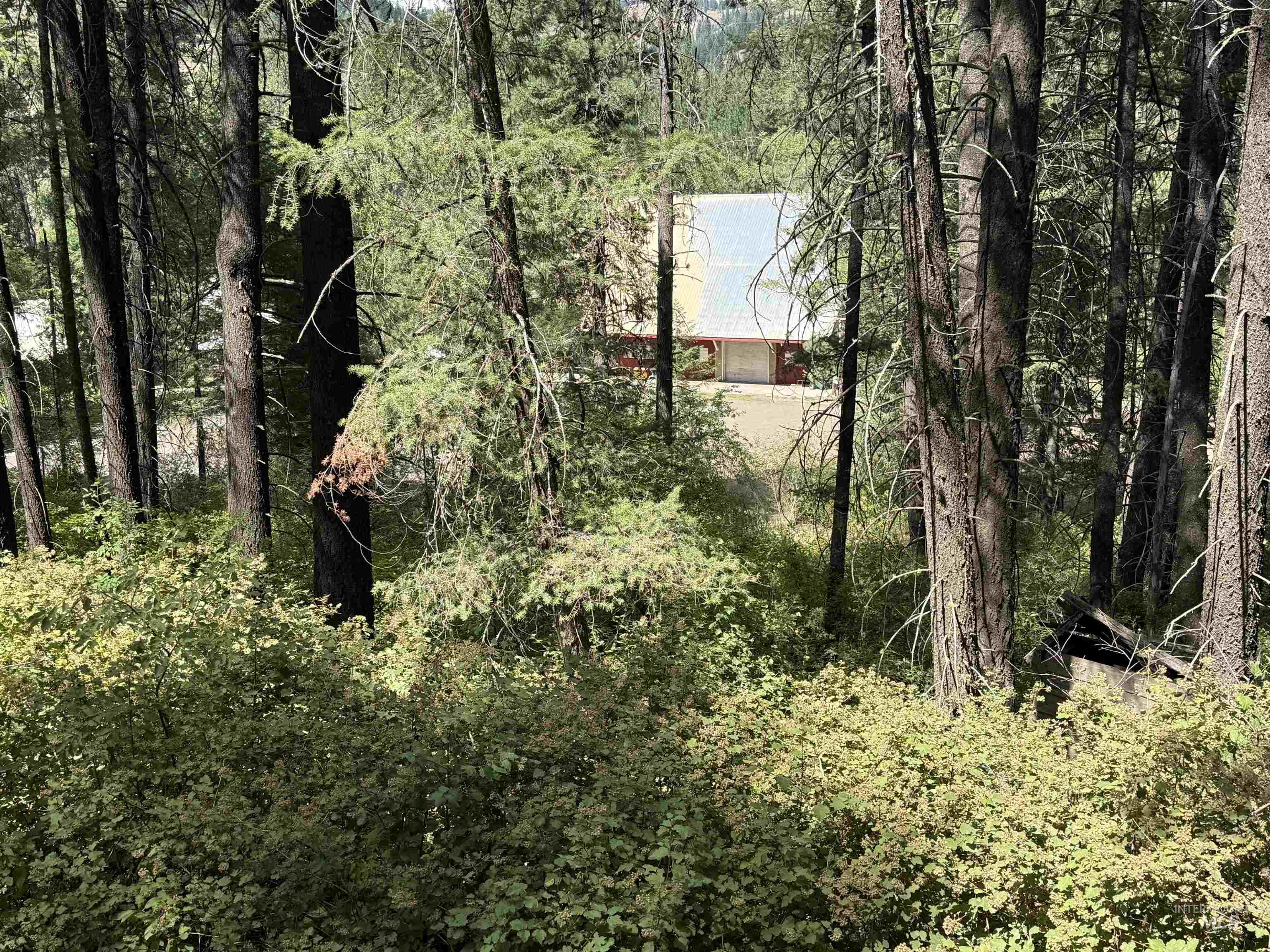 View of woods