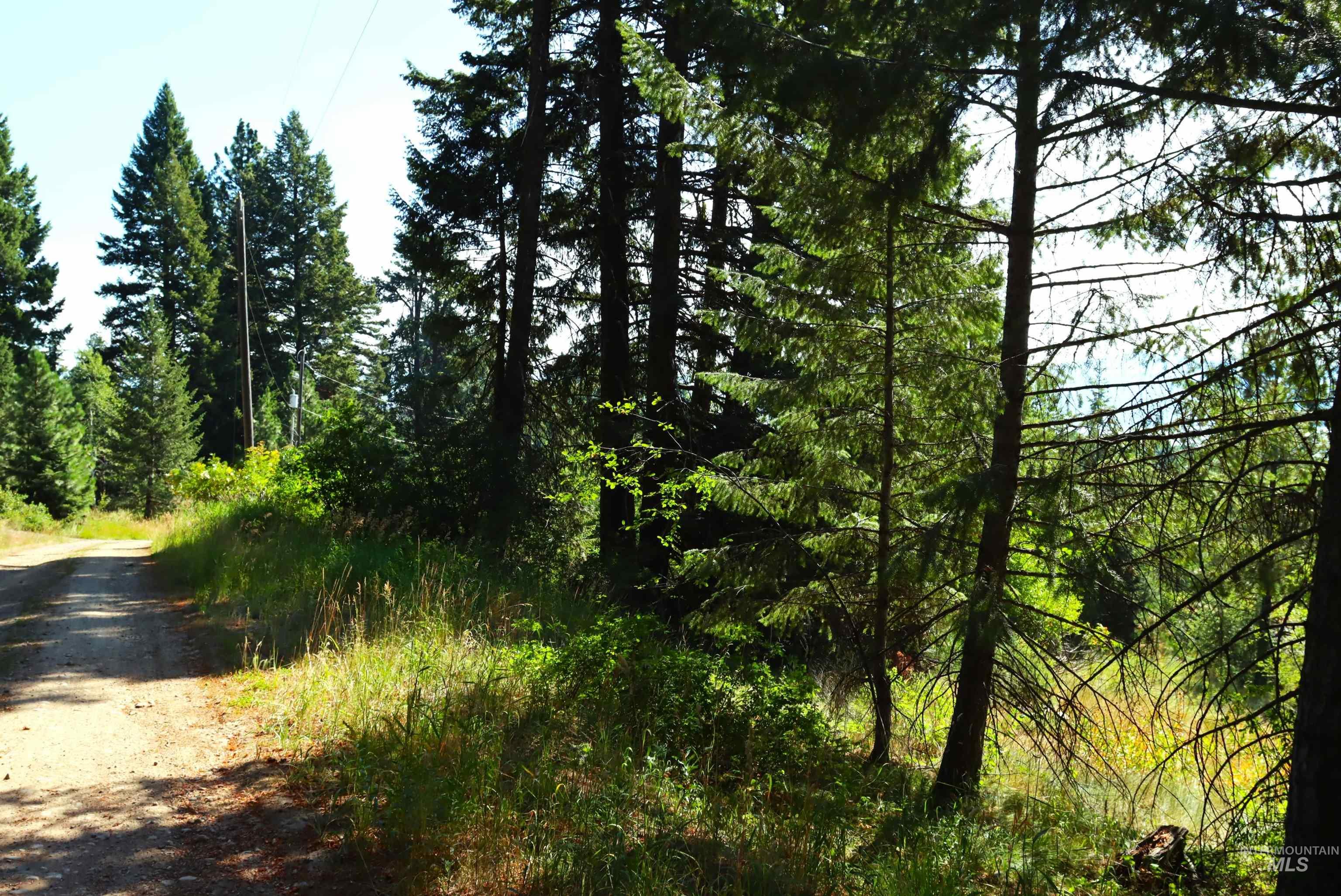 View of tree filled area