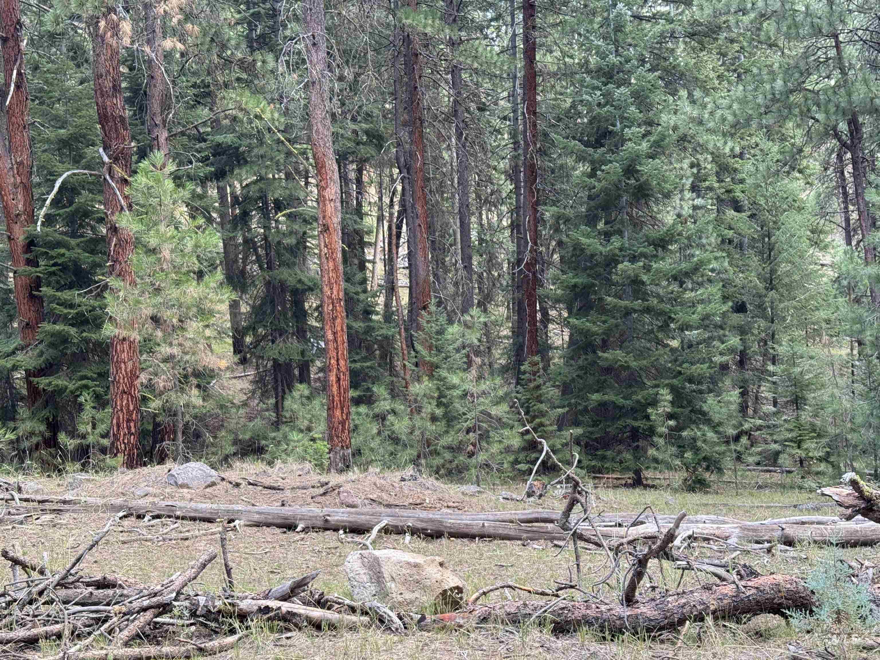 View of wooded area