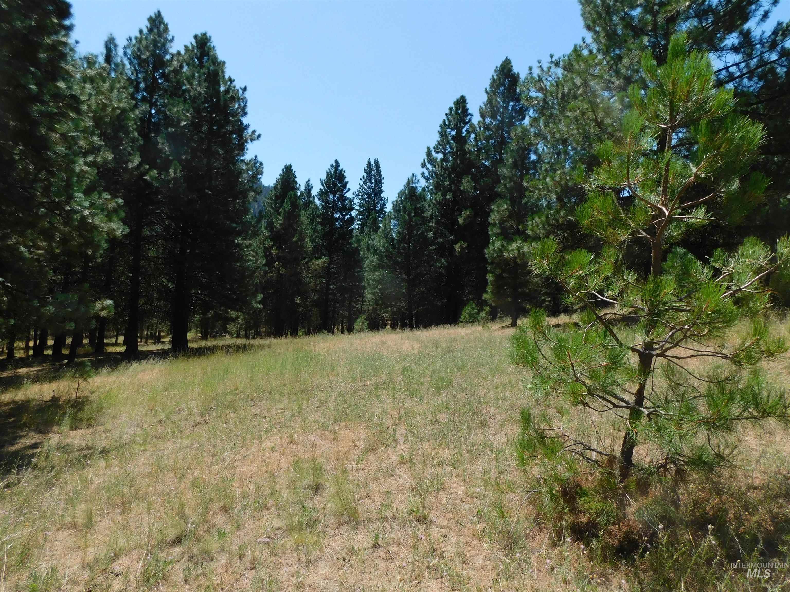 View of tree filled area