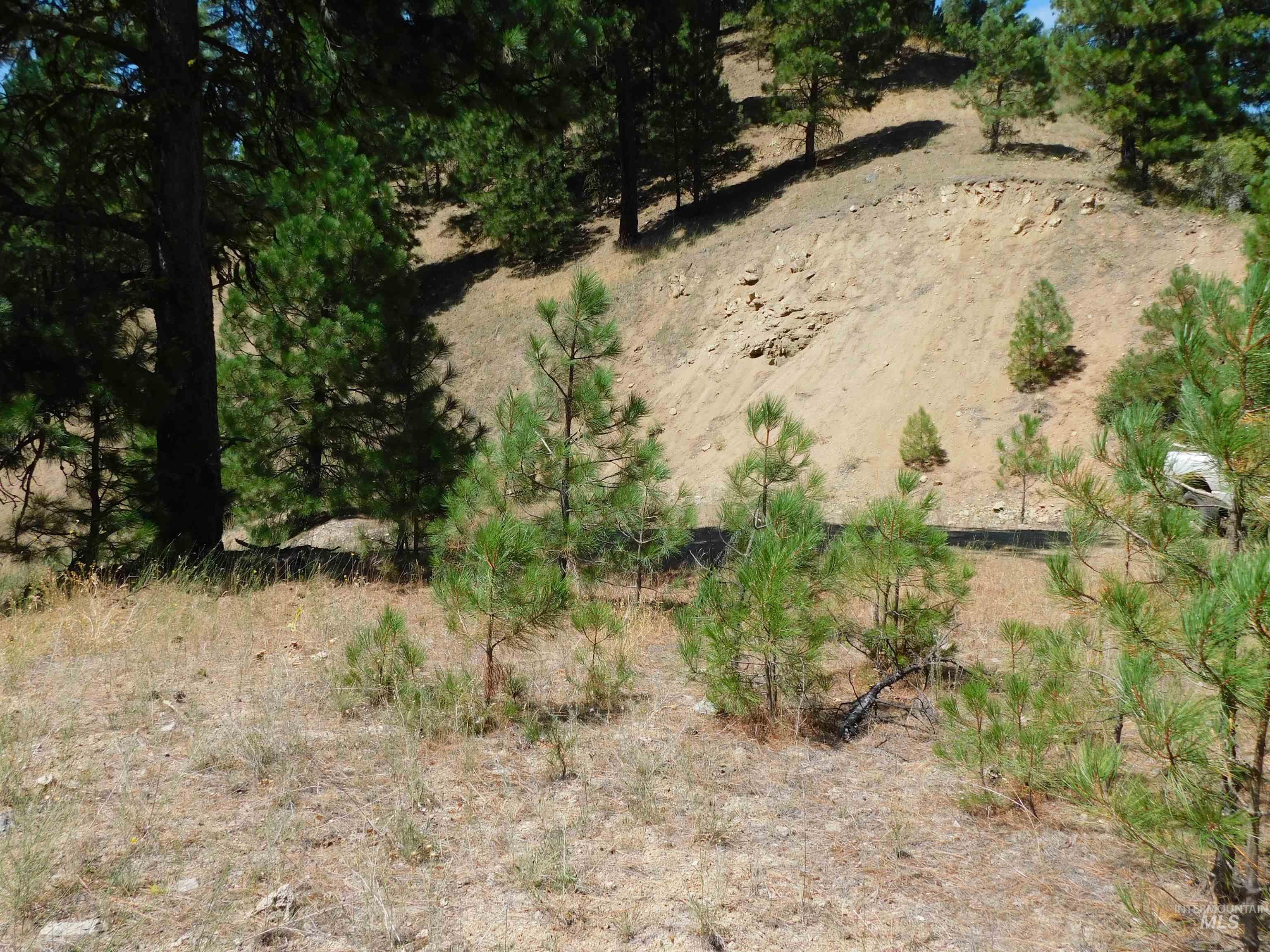 View of local wilderness