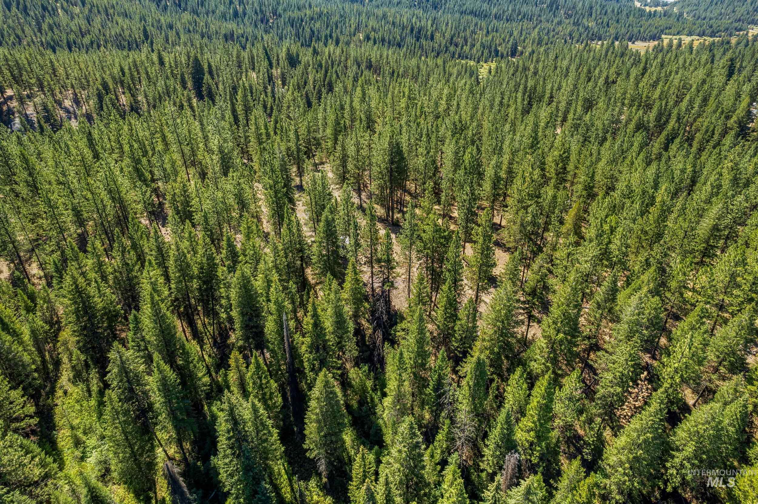 Drone / aerial view of a heavily wooded area