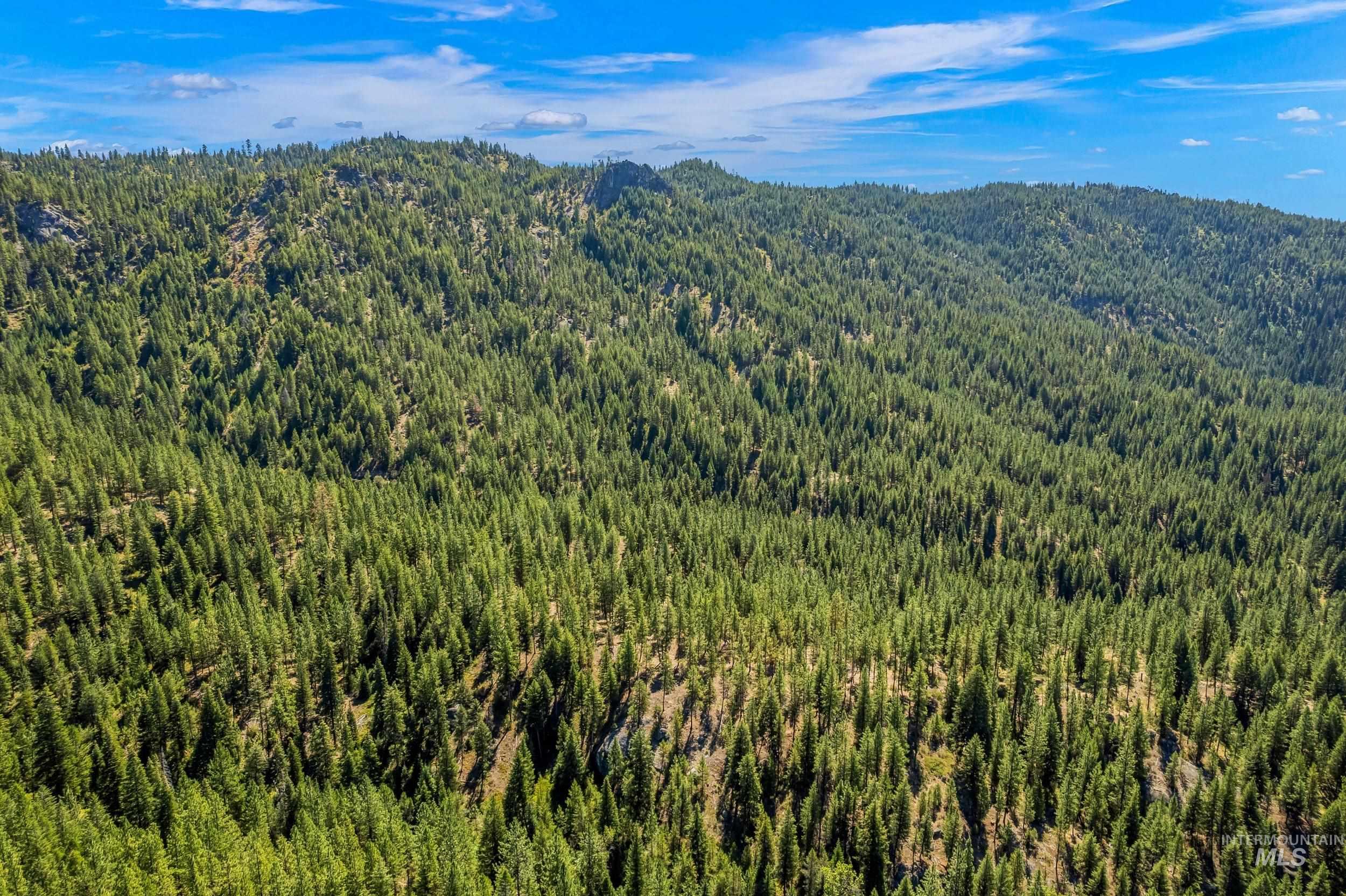 Aerial view of a forest and a mountainous background