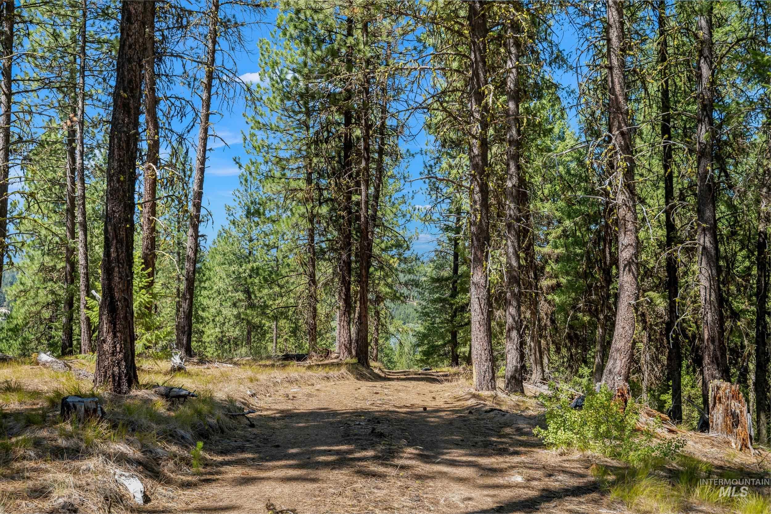 View of woods