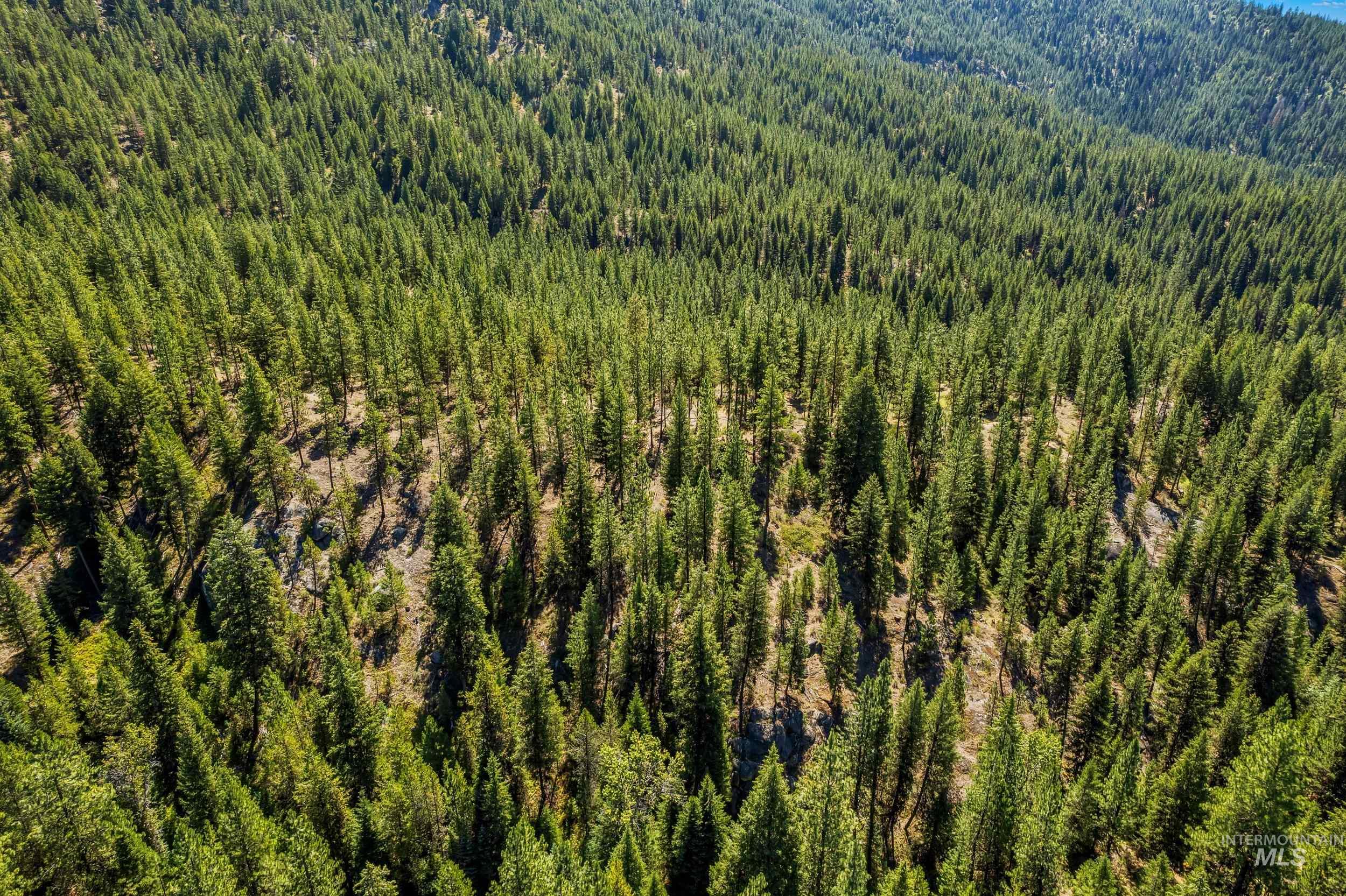 Bird's eye view of a heavily wooded area