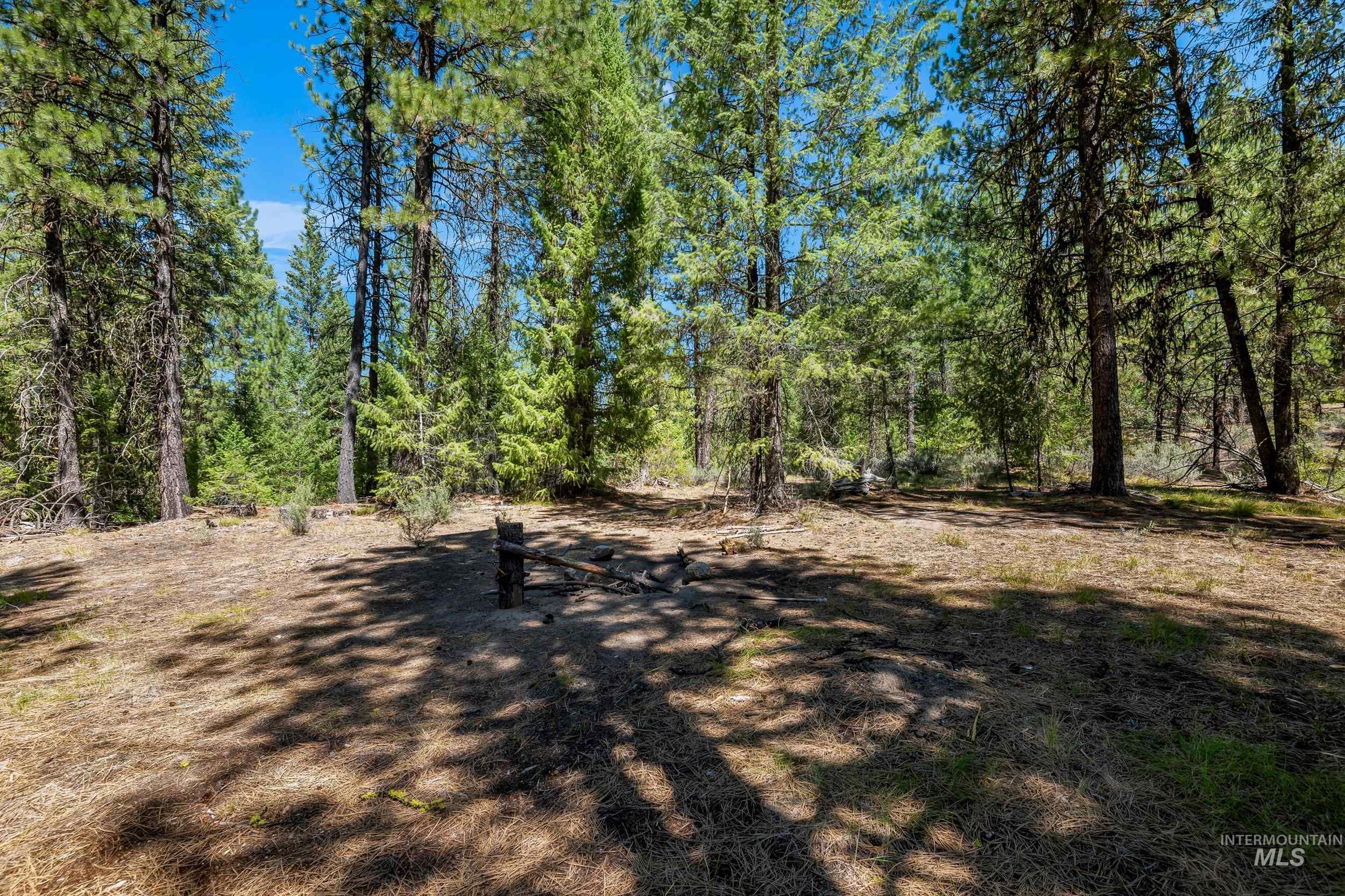 View of tree filled area